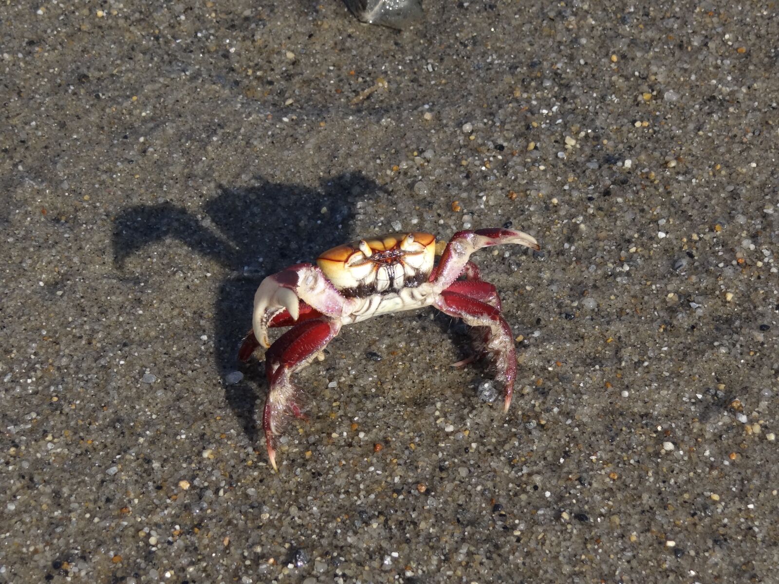 Sony Cyber-shot DSC-HX100V sample photo. Crab, beach, nature photography