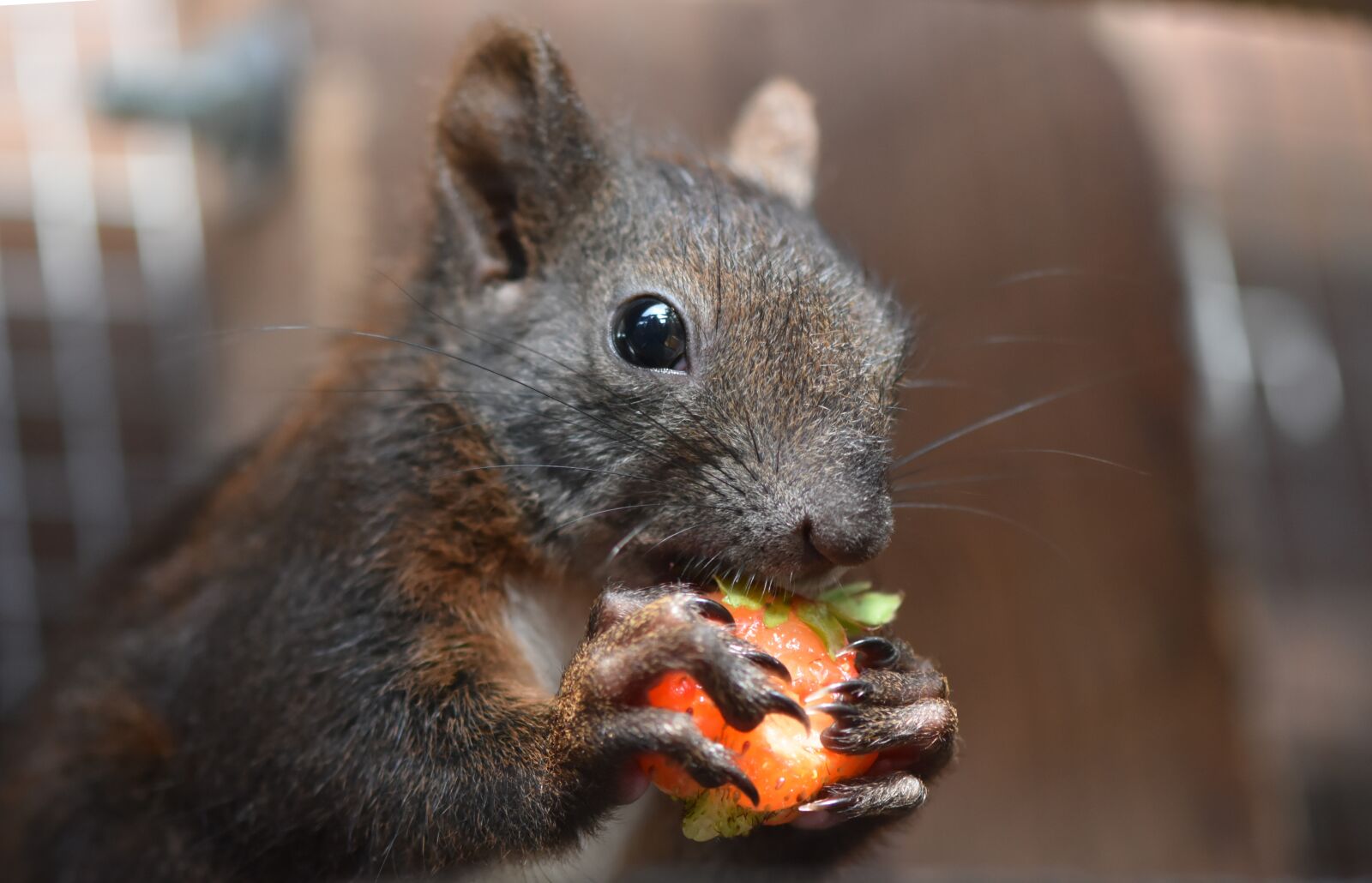 Nikon D7200 sample photo. Squirrel, food, young animal photography