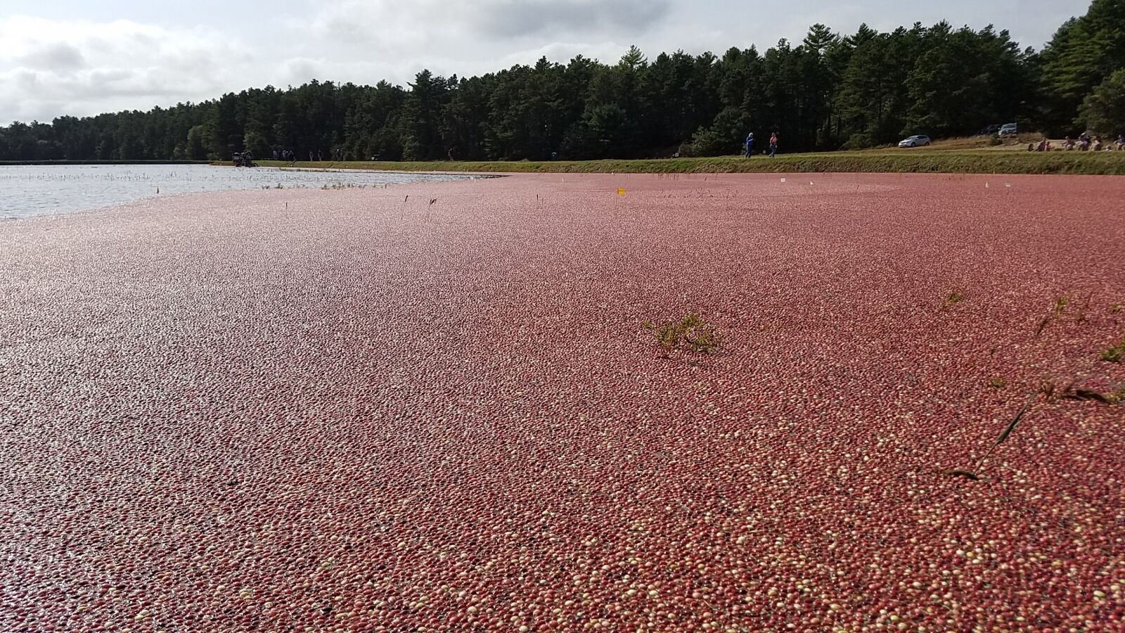 Samsung Galaxy S7 Active sample photo. Cranberry bog, cranberries, massachusetts photography
