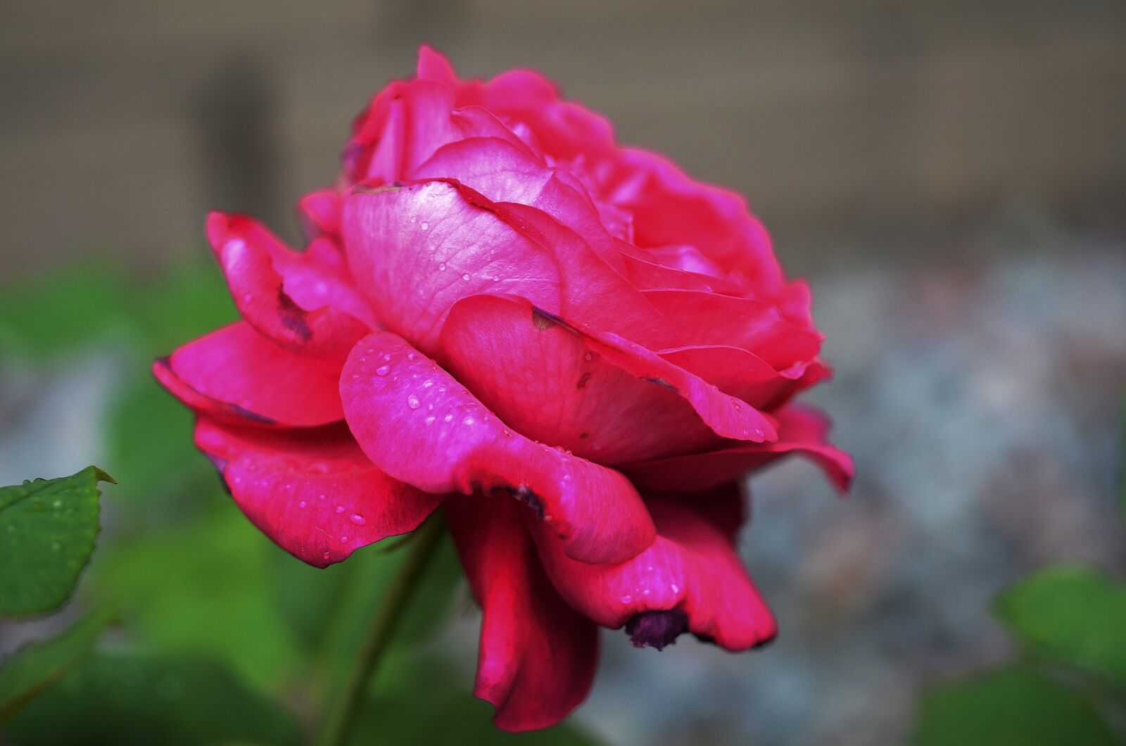 Nikon D7000 sample photo. Rose, flower, natur photography