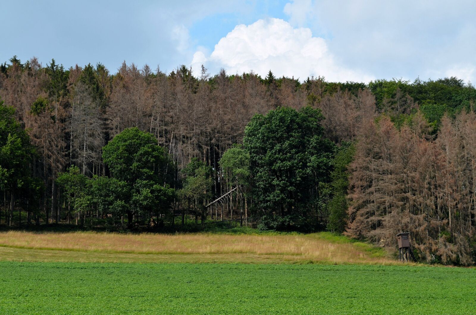 Nikon D5100 sample photo. Waldsterben, dead plant, dying photography
