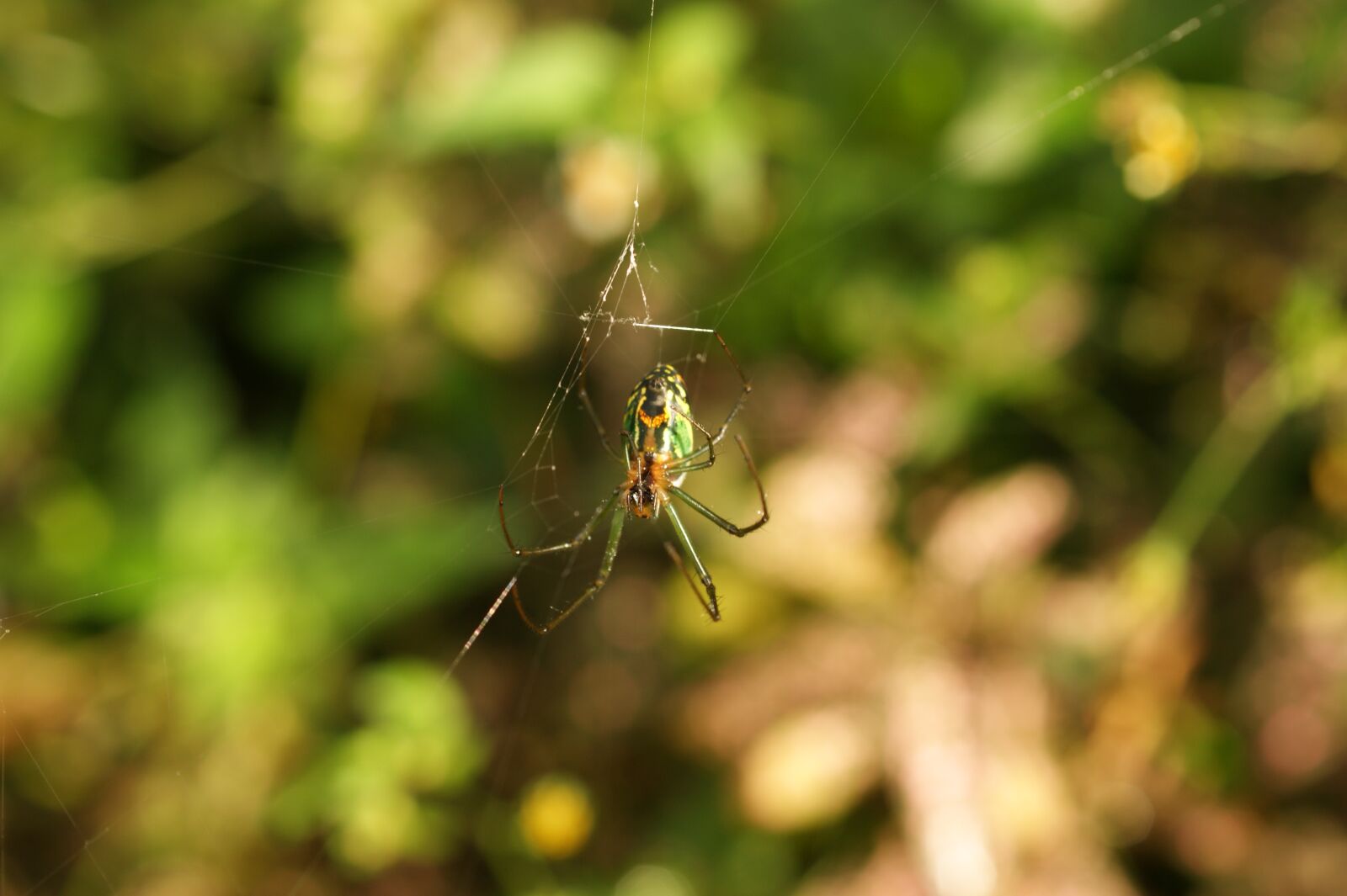 Sony Alpha DSLR-A390 sample photo. Nature, in, the photography