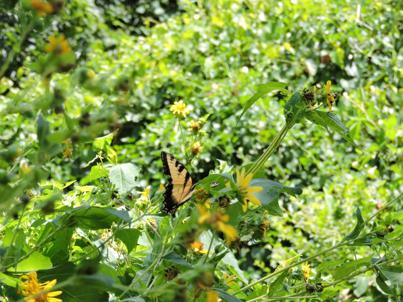 Nikon Coolpix P530 sample photo. Yellow swallowtail, butterfly, bug photography