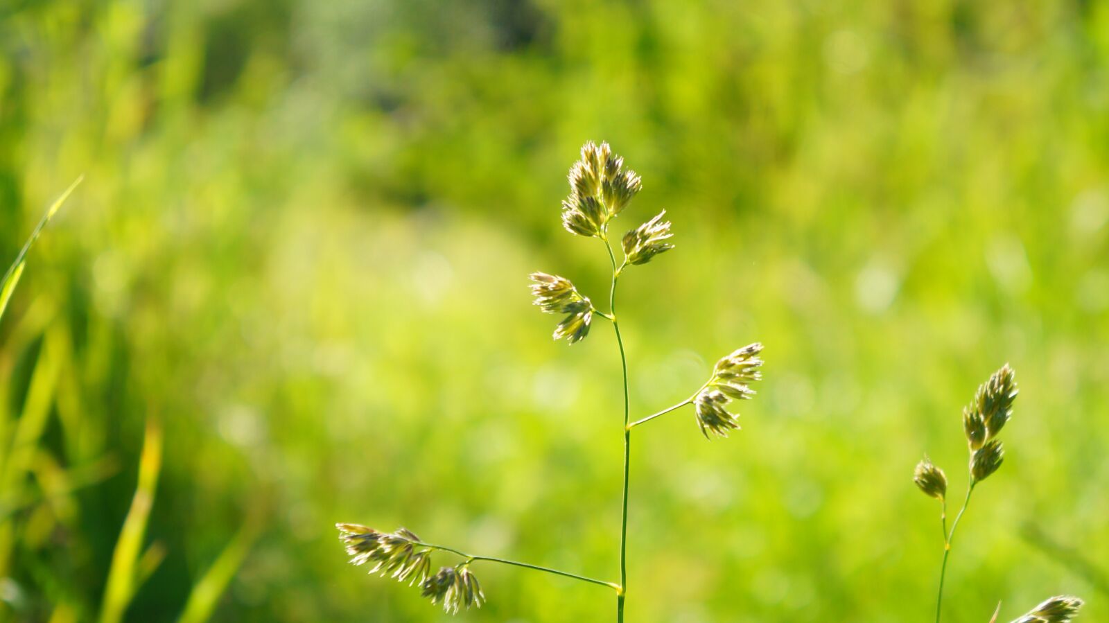 Sony Alpha a3000 + Sony E 18-55mm F3.5-5.6 OSS sample photo. Nature, plants, grass photography