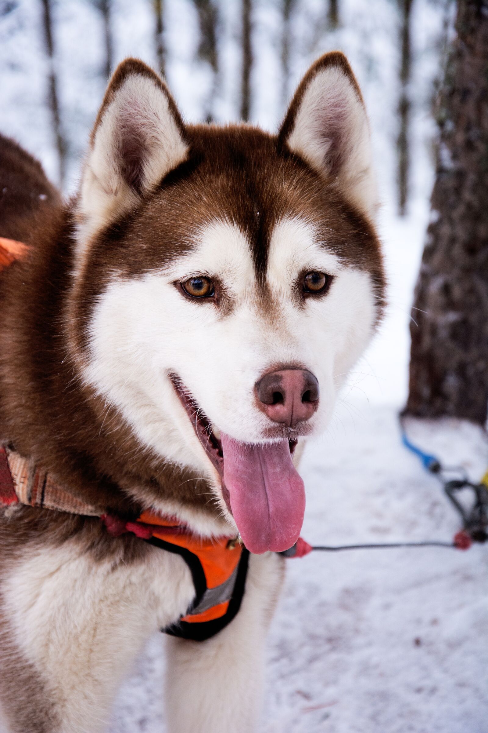 Nikon D7100 sample photo. Husky, dog, sled dog photography