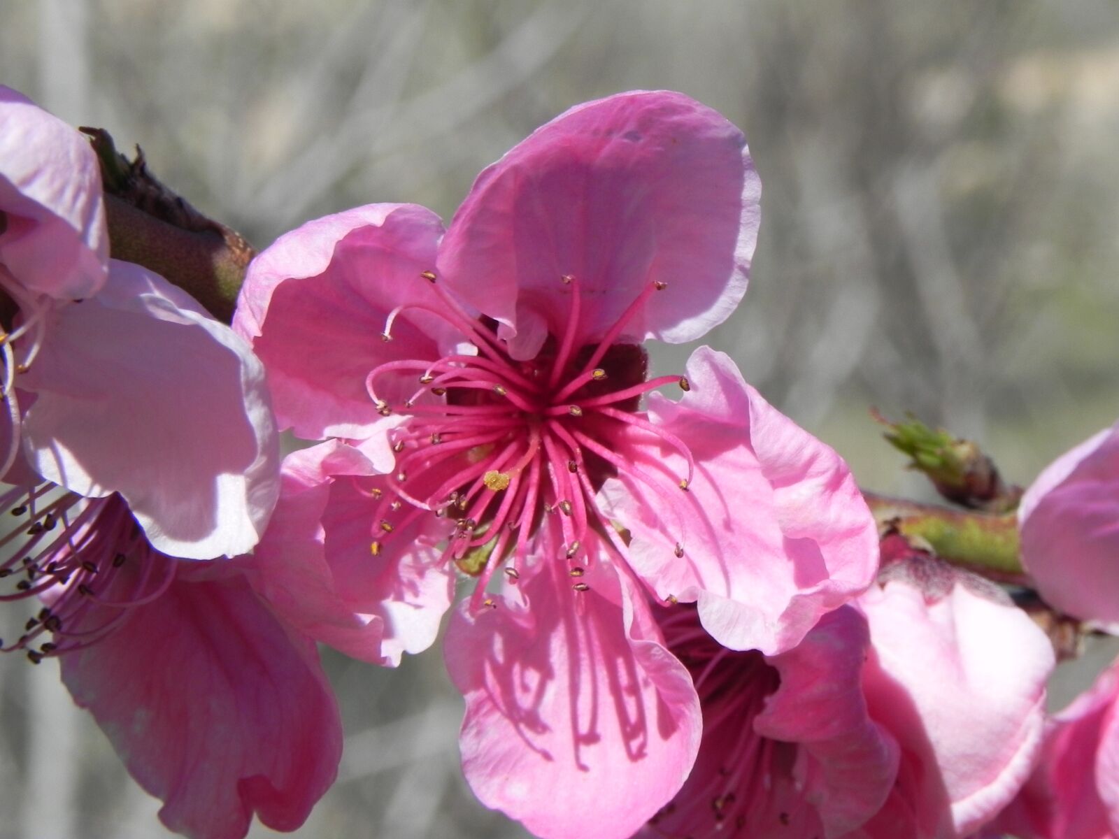Nikon Coolpix P100 sample photo. Flower, spring, peach photography