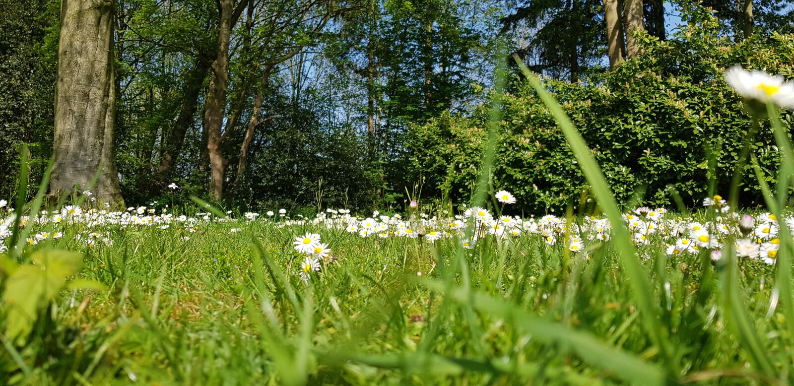 Samsung Galaxy S8+ sample photo. Flowers, spring, april photography