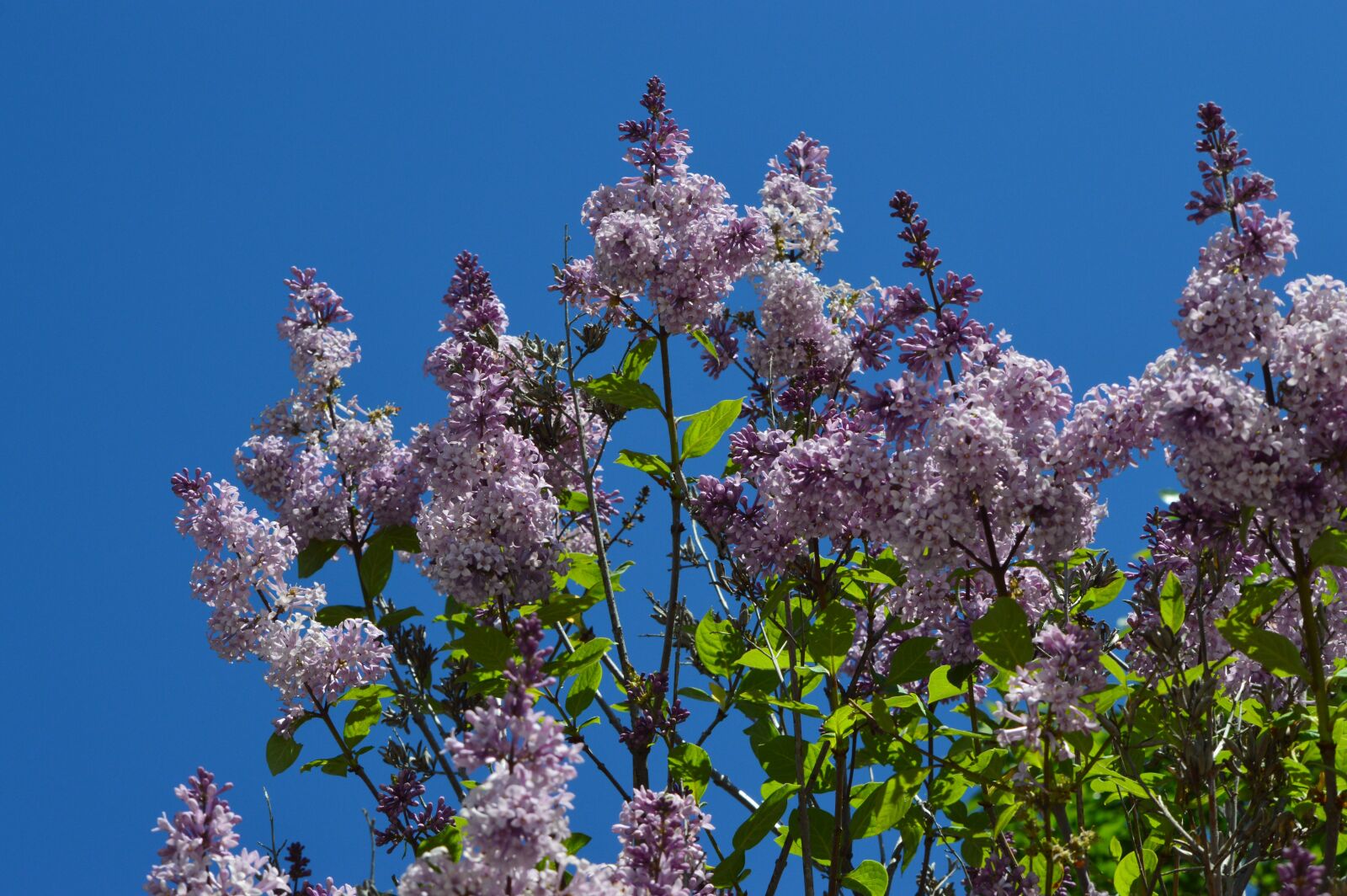 Nikon D3200 sample photo. Lilac, purple, lavender photography