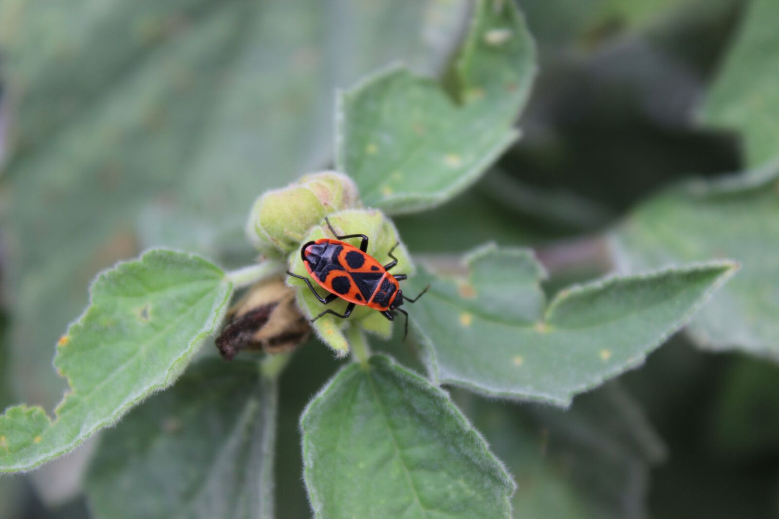 Canon EOS 600D (Rebel EOS T3i / EOS Kiss X5) sample photo. Fire bug, insect, crawl photography