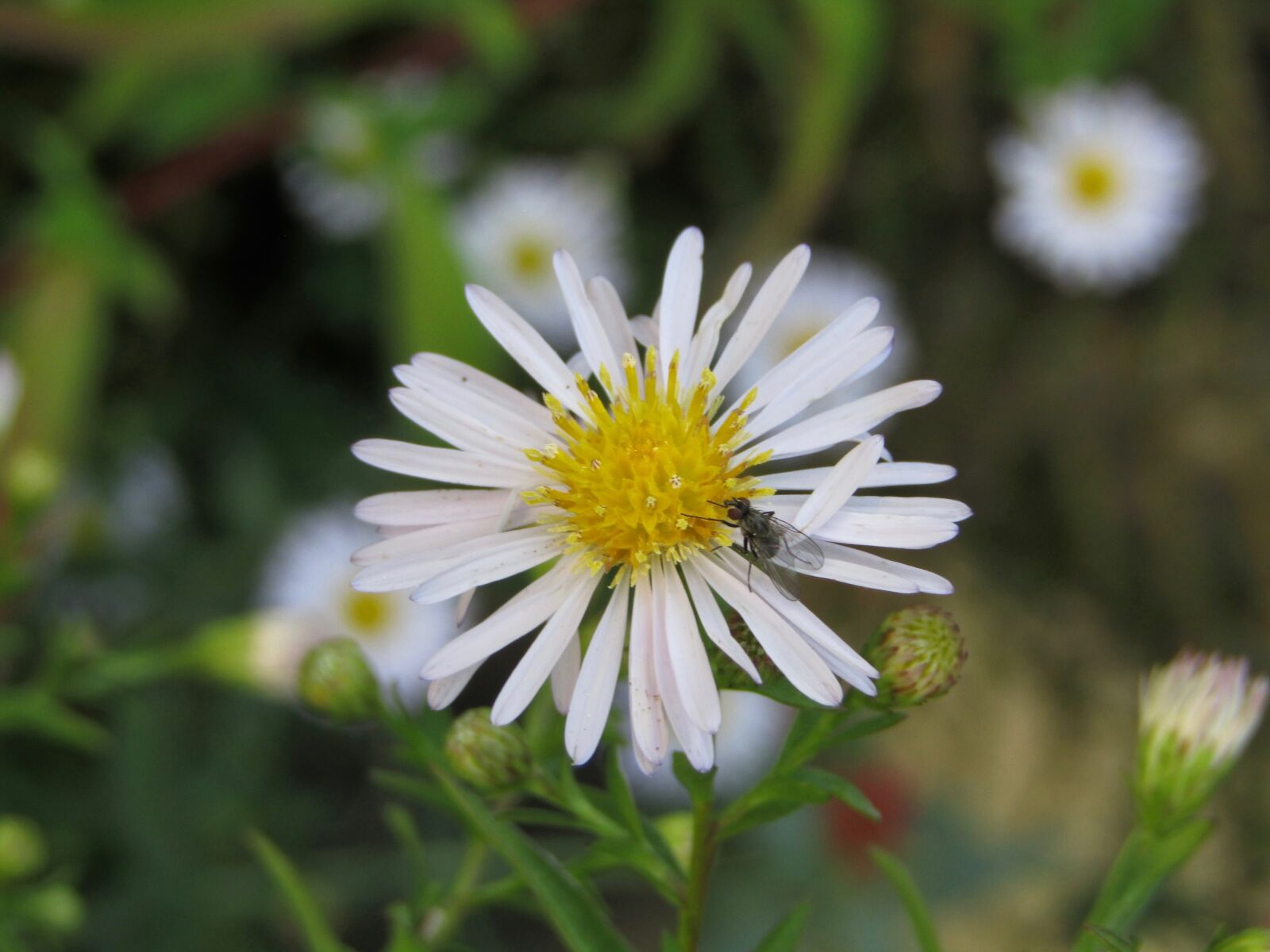 Canon PowerShot SX410 IS sample photo. Marguerite, fly, macro photography