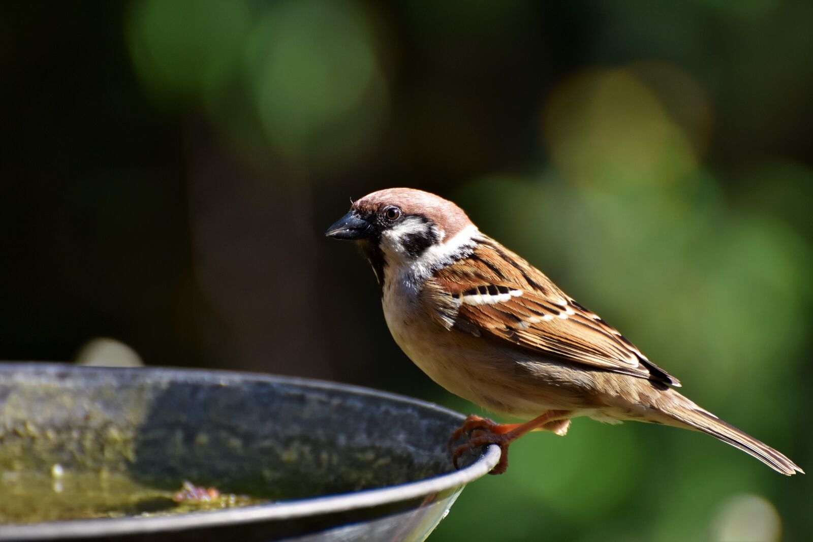 Nikon D7200 sample photo. Sparrow, sperling, bird photography