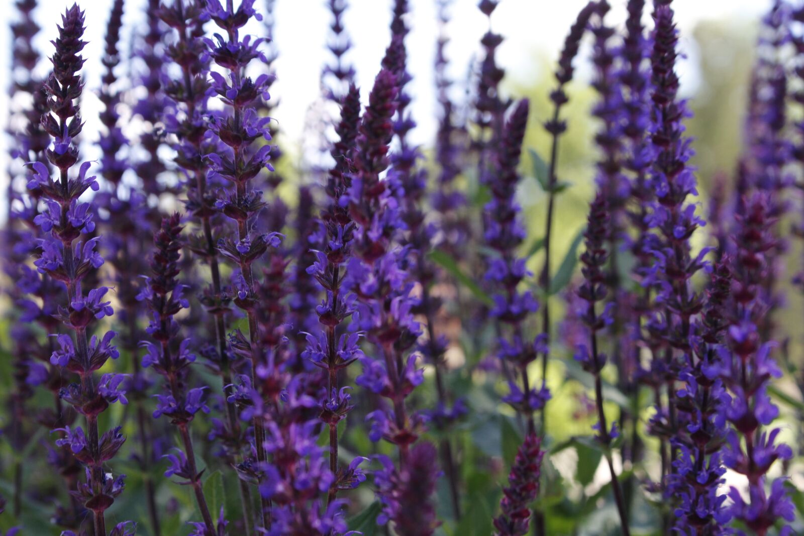 Canon EOS 100D (EOS Rebel SL1 / EOS Kiss X7) sample photo. Lavender, flowers, wildflower photography
