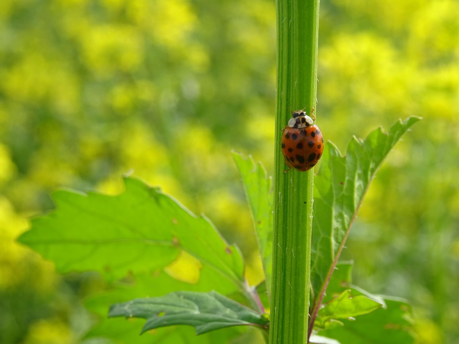 Sony DSC-HX60 sample photo. Ladybug, insect, nature photography