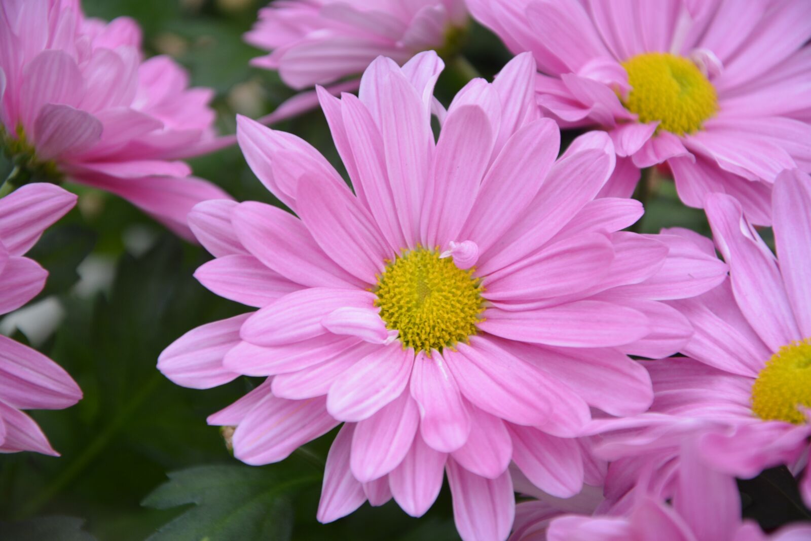 Nikon D5200 sample photo. Flower, plant, nature photography
