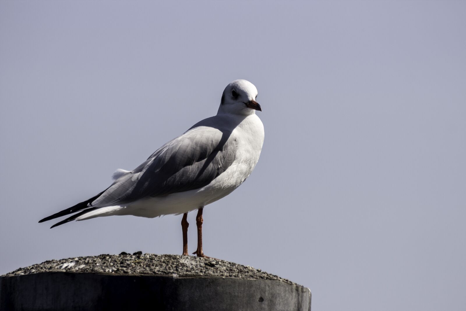 Canon EOS 600D (Rebel EOS T3i / EOS Kiss X5) sample photo. Nature, water bird, seagull photography