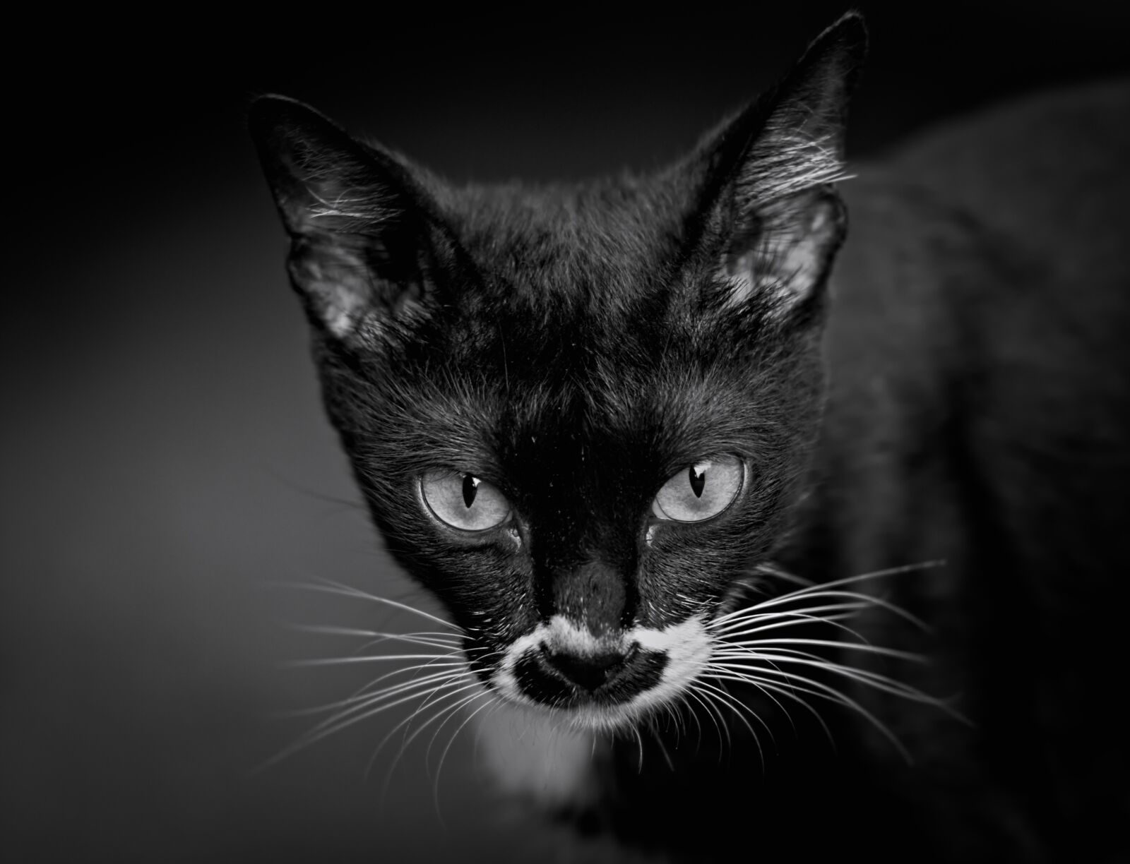 Nikon D500 sample photo. Black cat, feline, eyes photography
