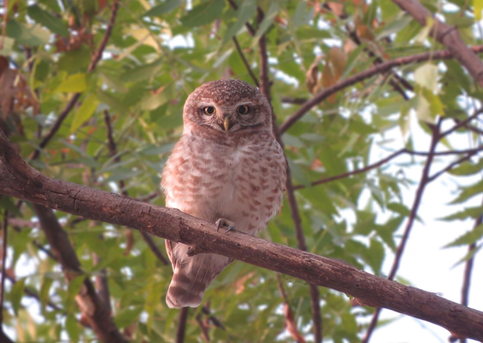 Canon PowerShot SX50 HS sample photo. Owl, spotted, bird photography