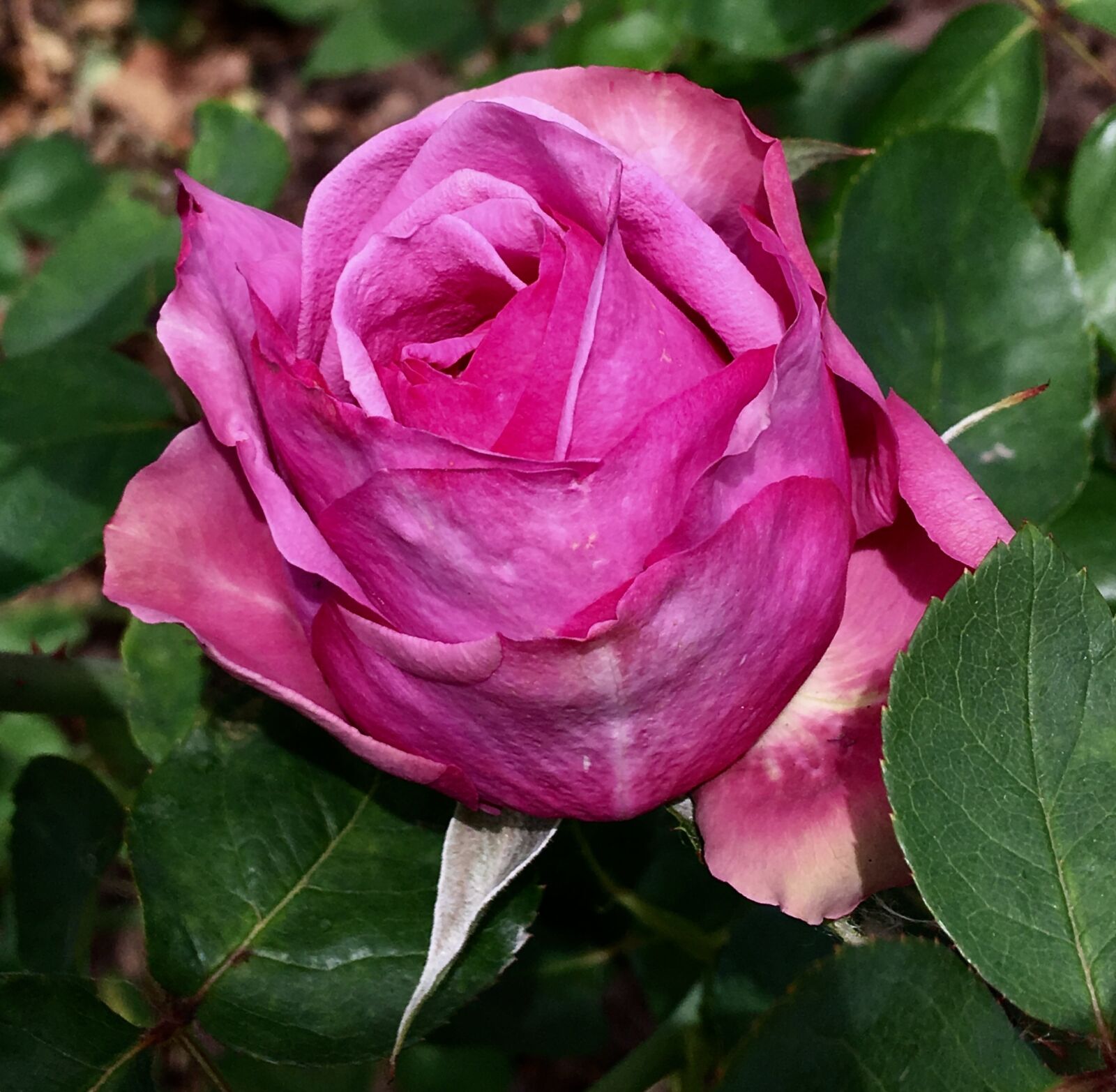 iPhone 6s Plus back camera 4.15mm f/2.2 sample photo. Pink rose, pimpollo pink photography