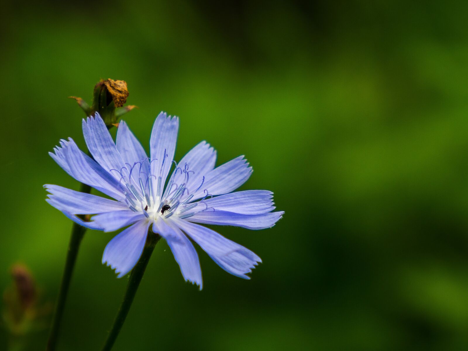 Olympus OM-D E-M10 III sample photo. Flower, chicory, petals photography