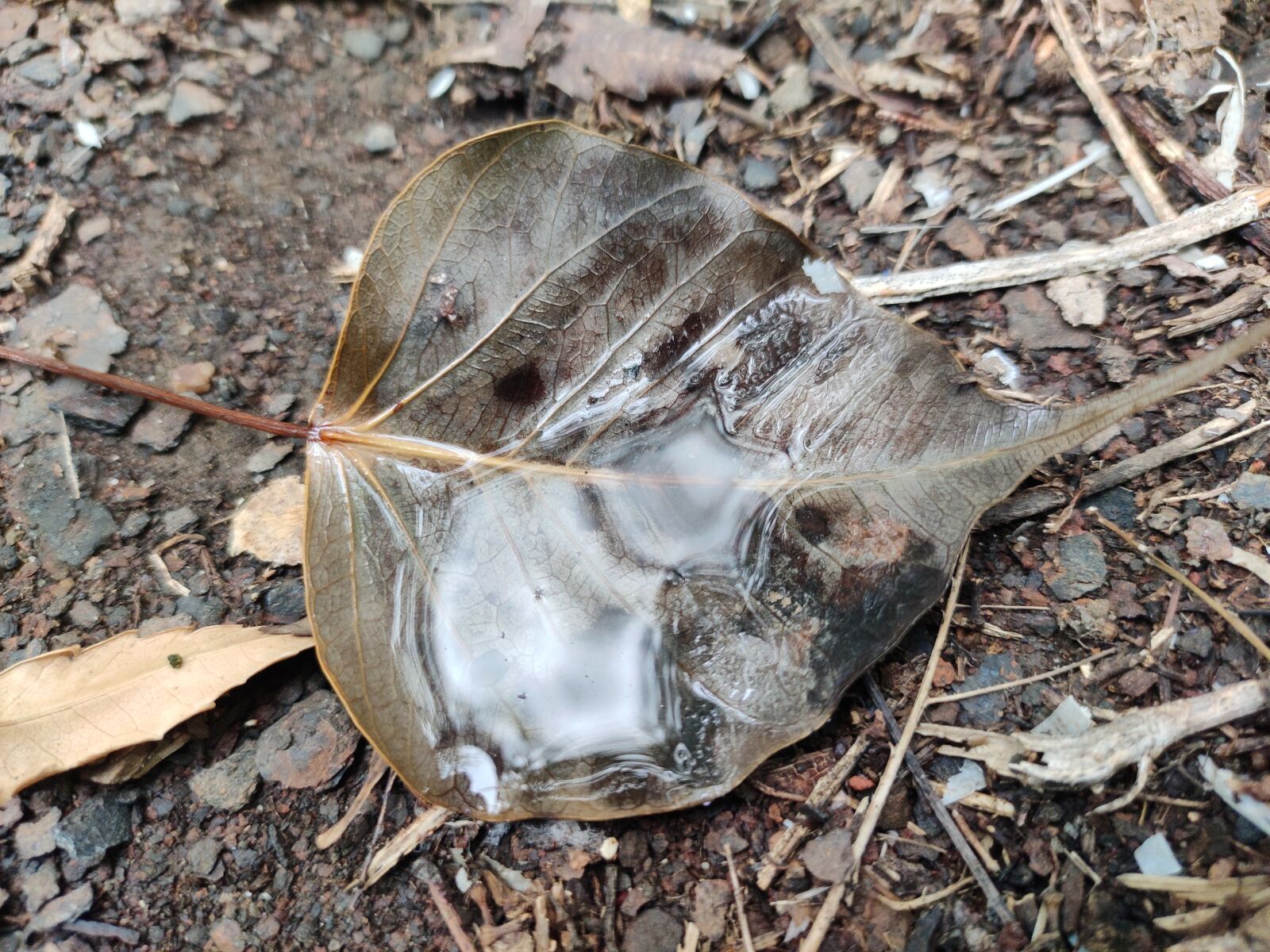 Xiaomi Redmi Note 7 Pro sample photo. Leaves, water drop, jungle photography