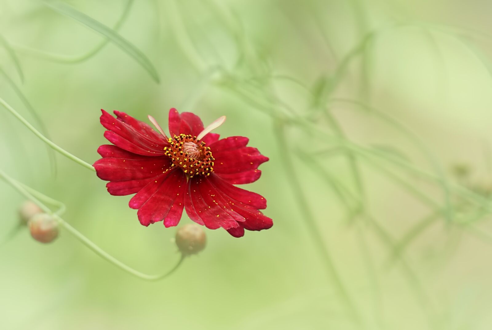 Sony FE 70-300mm F4.5-5.6 G OSS sample photo. Red delight, flowers, red photography