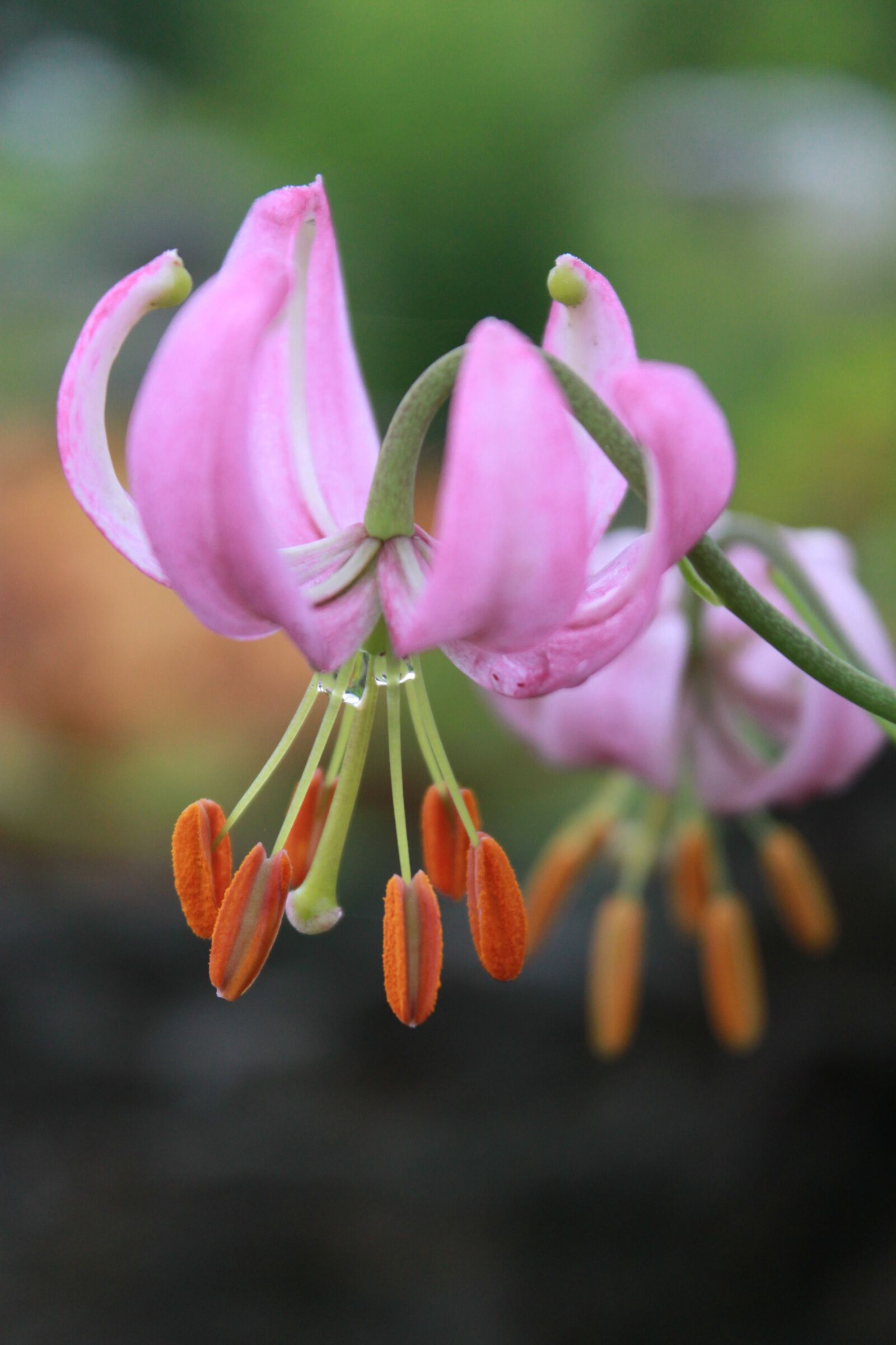 Canon EOS 500D (EOS Rebel T1i / EOS Kiss X3) sample photo. How do, wildflower, flowers photography