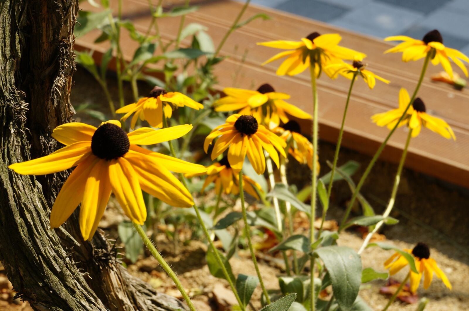 Sony Alpha NEX-5R sample photo. Flowers, nature, plants photography