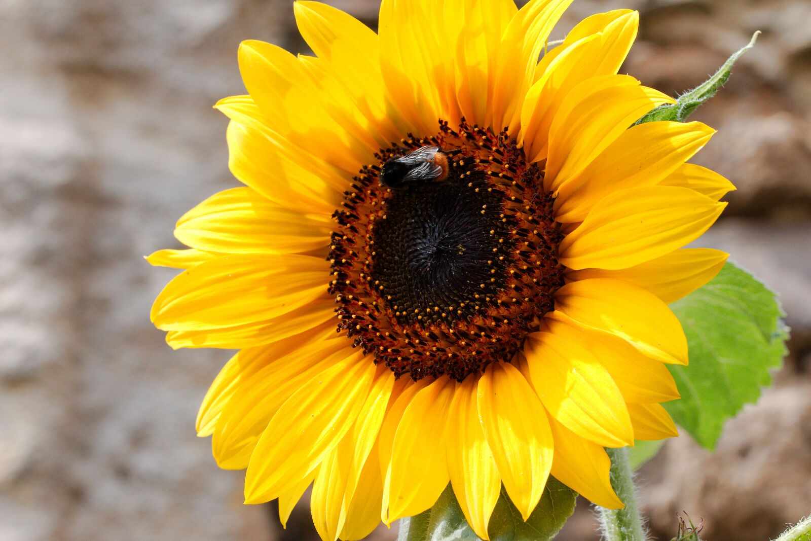 Canon EOS 70D sample photo. Nature, plant, flower photography