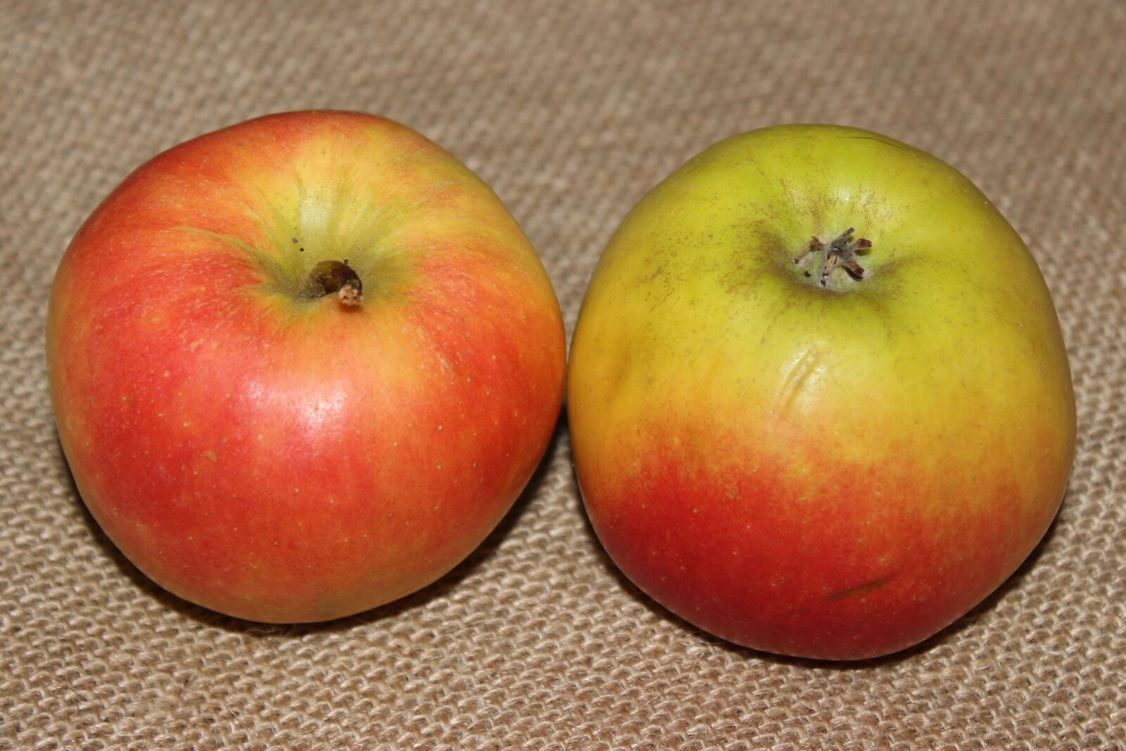 Canon EOS 600D (Rebel EOS T3i / EOS Kiss X5) sample photo. Fruit, apple, food photography
