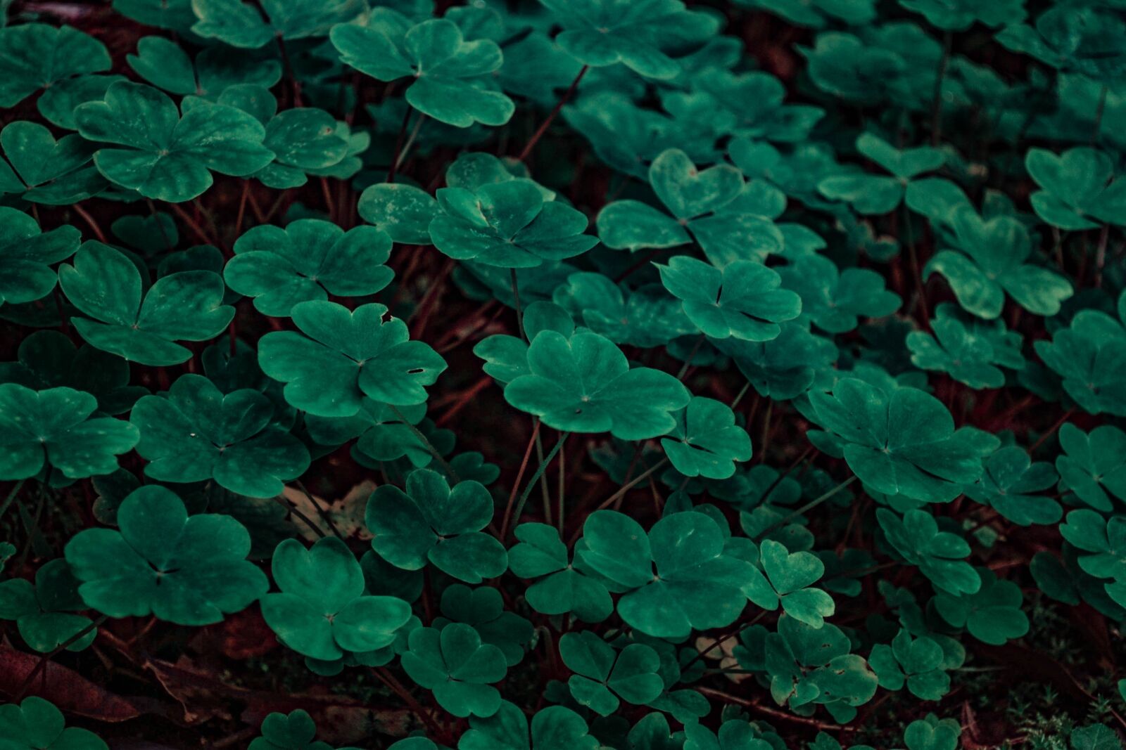 Nikon D3100 sample photo. Nature, plant, flower photography