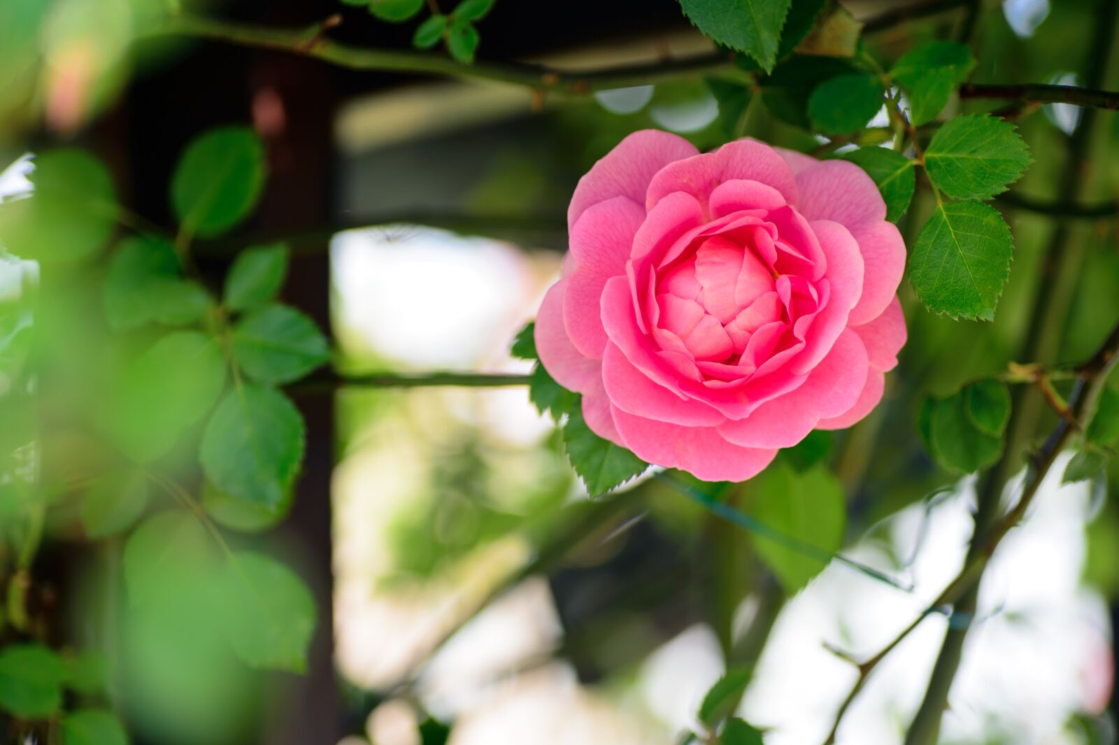 Nikon Df sample photo. Natural, plant, flowers photography