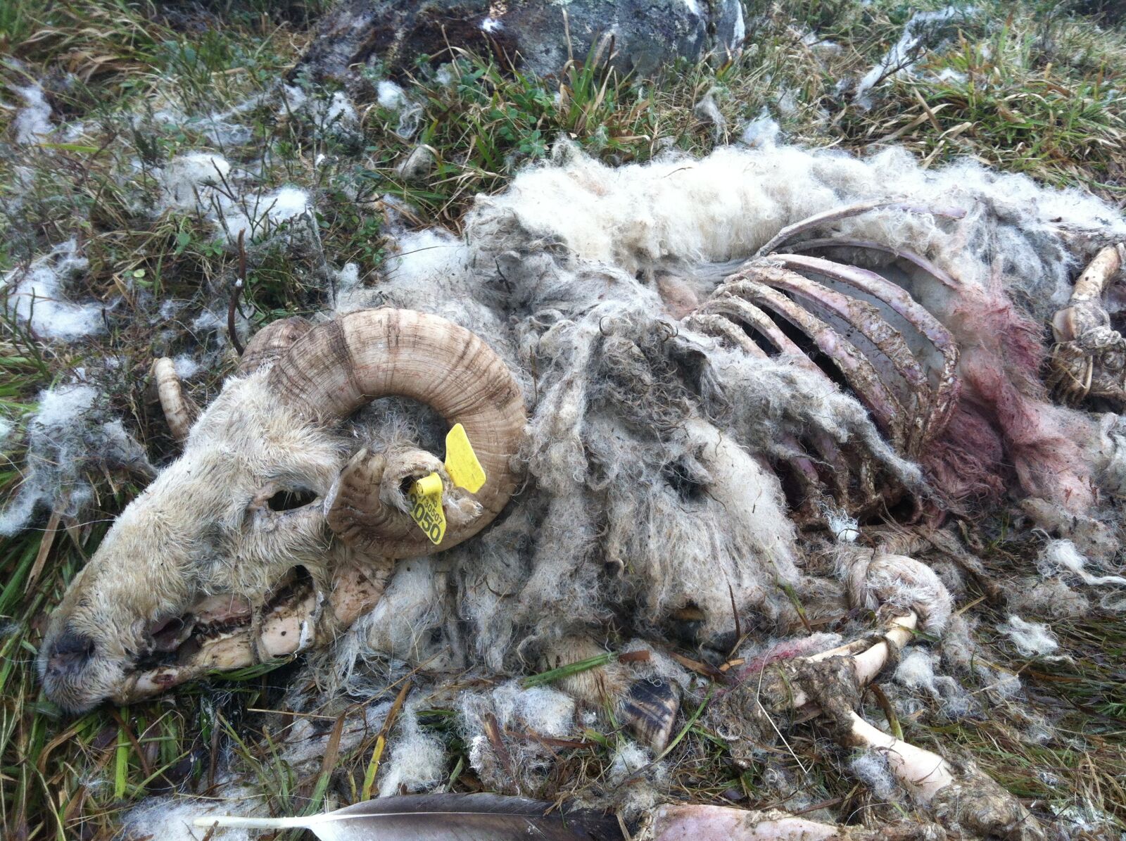 Apple iPhone 4 sample photo. Dead, life, animal photography