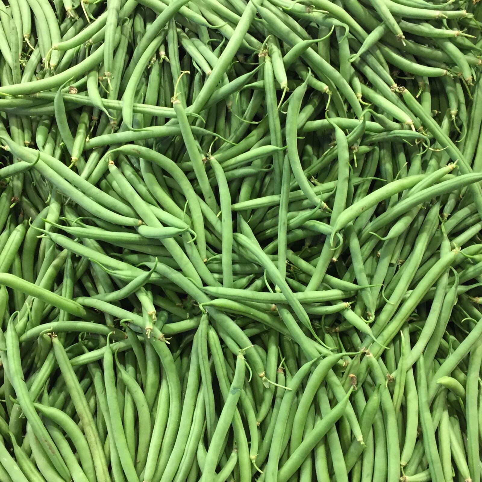 iPhone 6 back camera 4.15mm f/2.2 sample photo. French, bean, fresh, vegetable photography