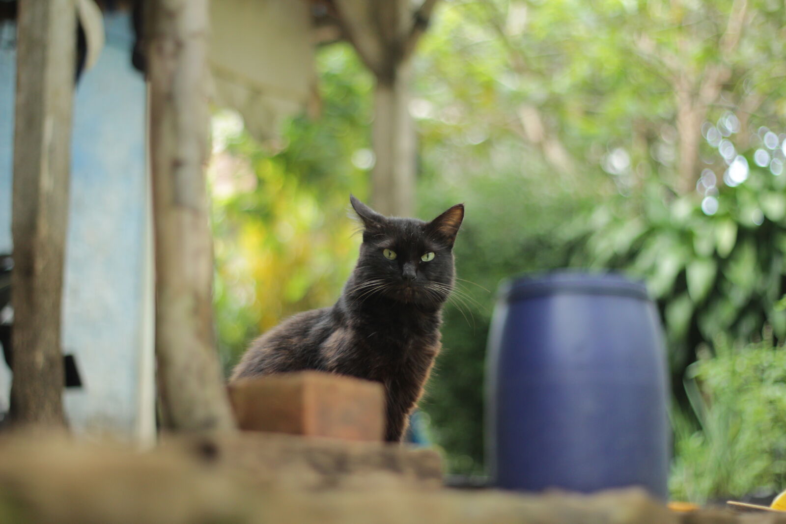 Canon EOS 600D (Rebel EOS T3i / EOS Kiss X5) sample photo