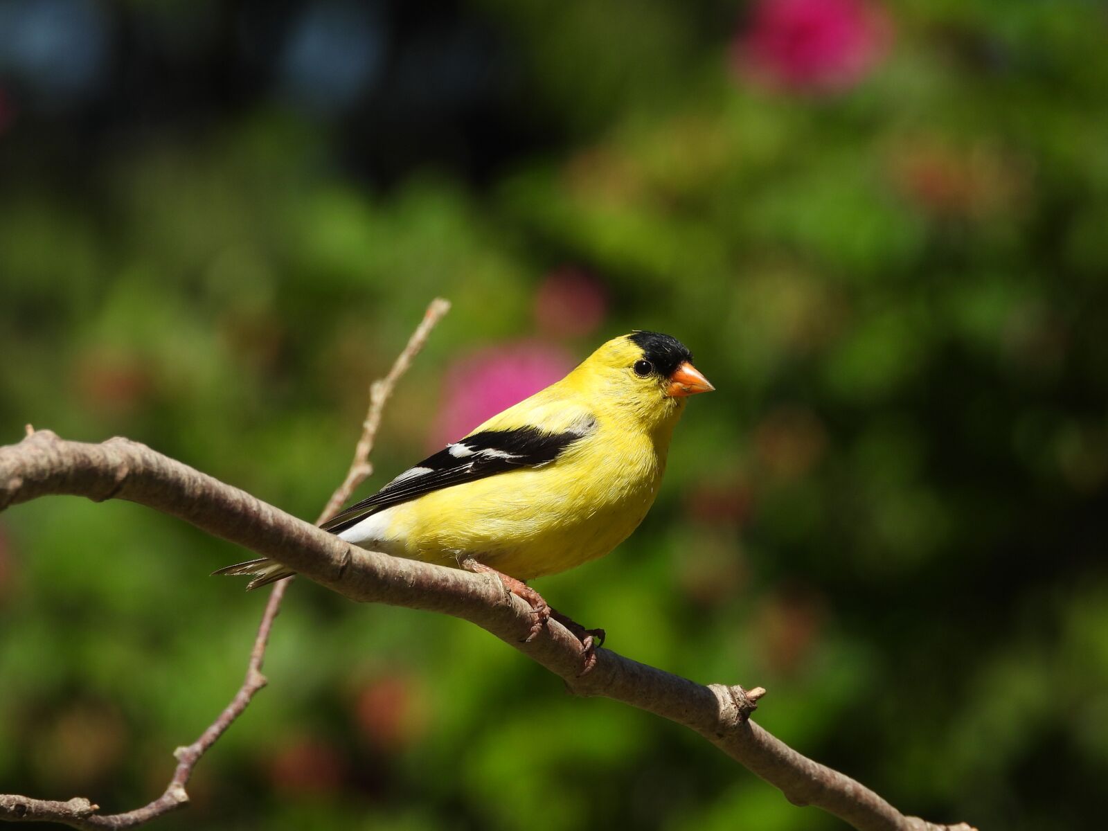 Nikon Coolpix P1000 sample photo. Bird, wild, animal photography