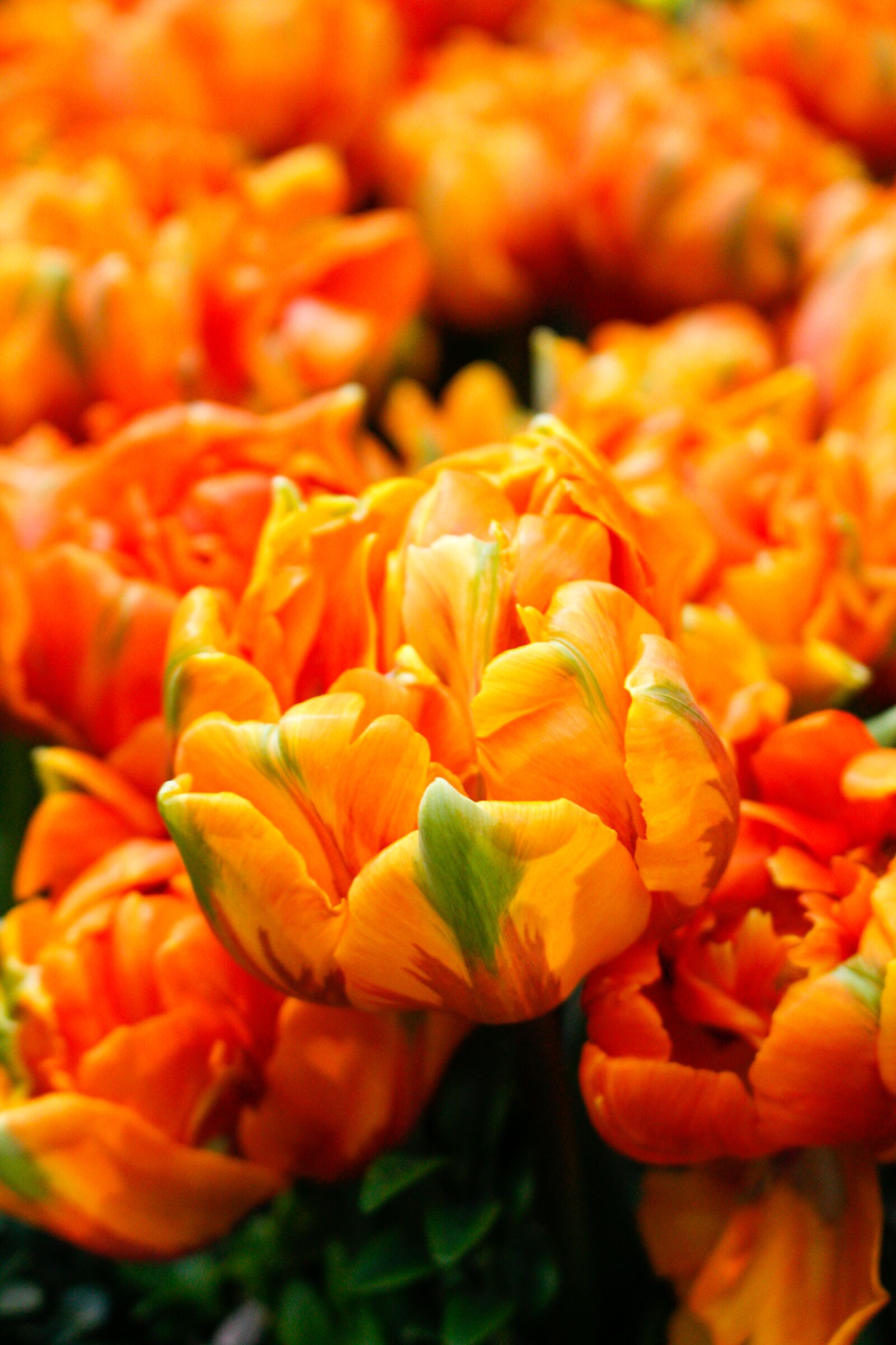Canon EOS 700D (EOS Rebel T5i / EOS Kiss X7i) sample photo. Flower, botanic garden, singapore photography