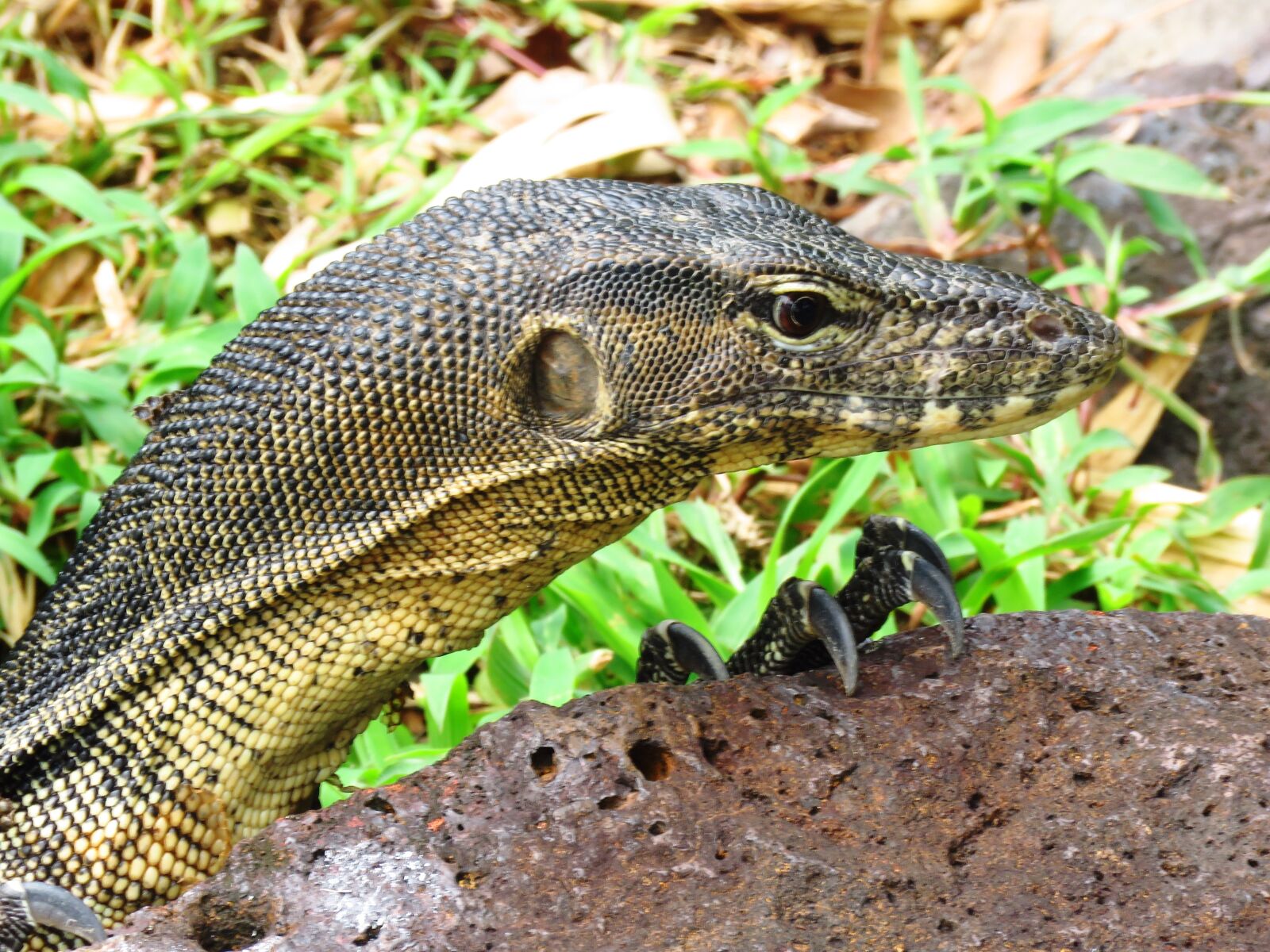 Canon PowerShot SX60 HS sample photo. Monitor lizard, head, nail photography