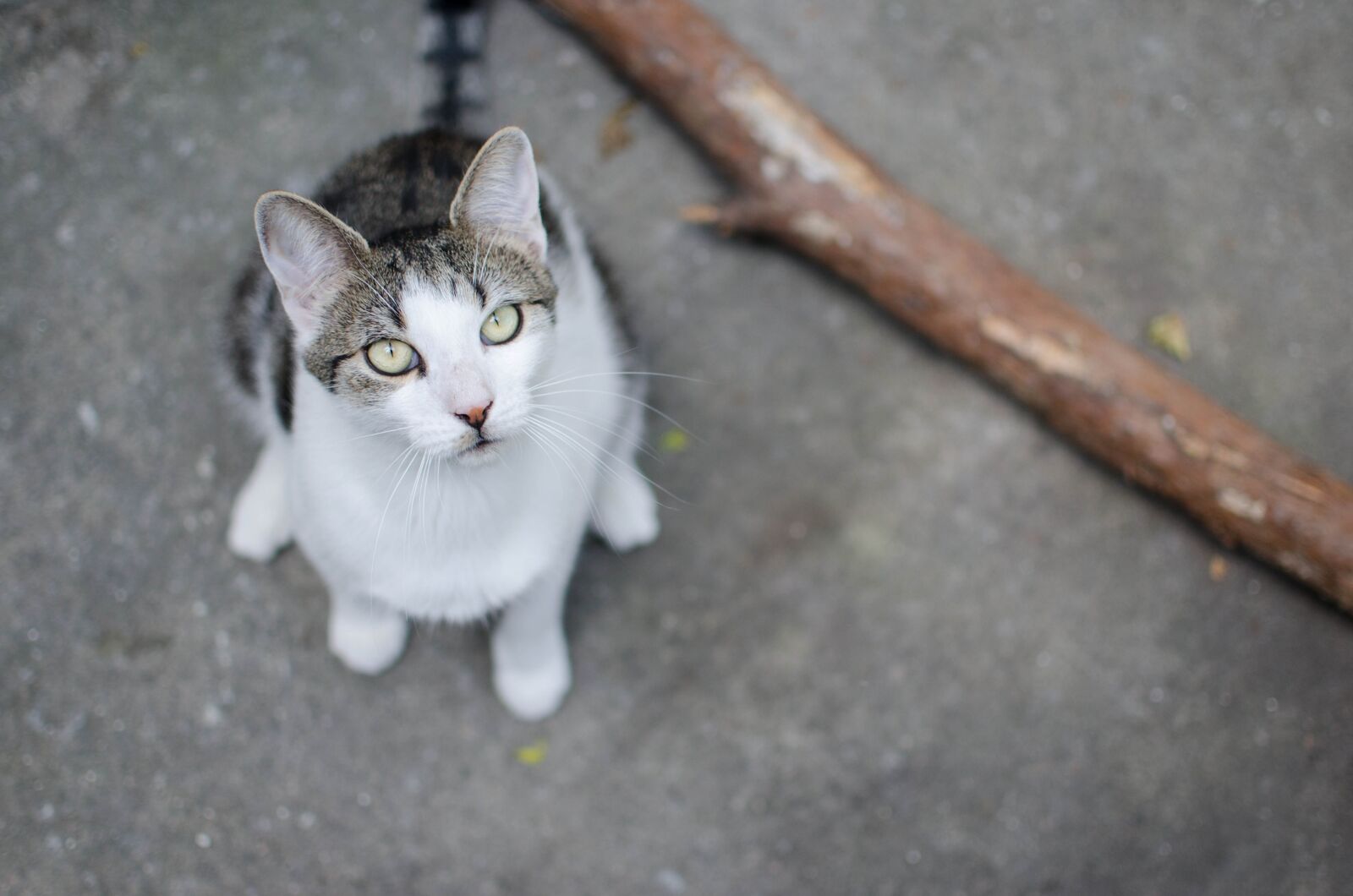 Nikon D7000 sample photo. Cat, domestic cat, animal photography
