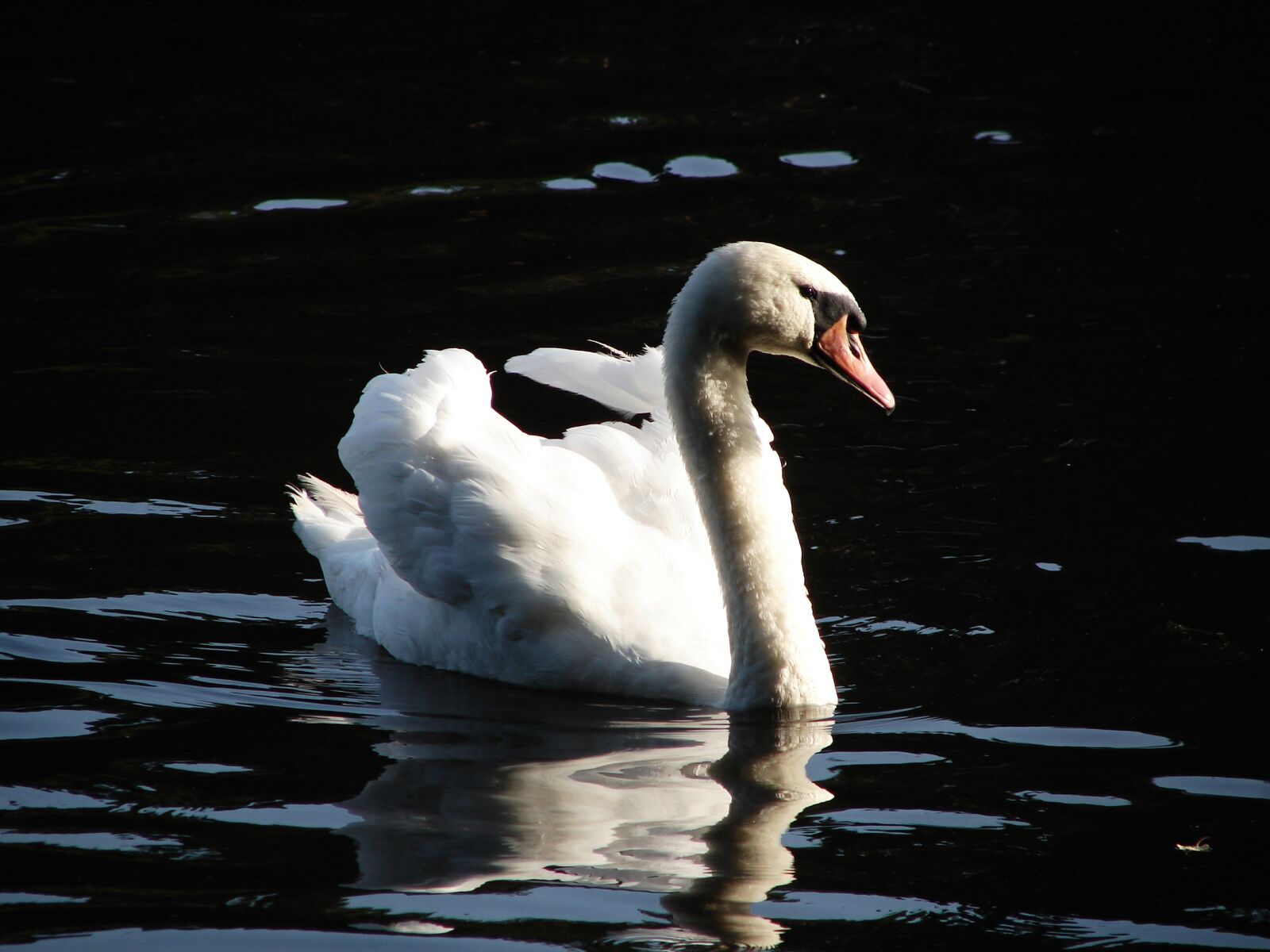 Sony DSC-H1 sample photo. Swan, nature, water bird photography