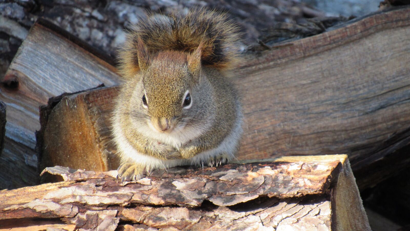 Canon PowerShot SX530 HS sample photo. Squirrel, winter, cute photography