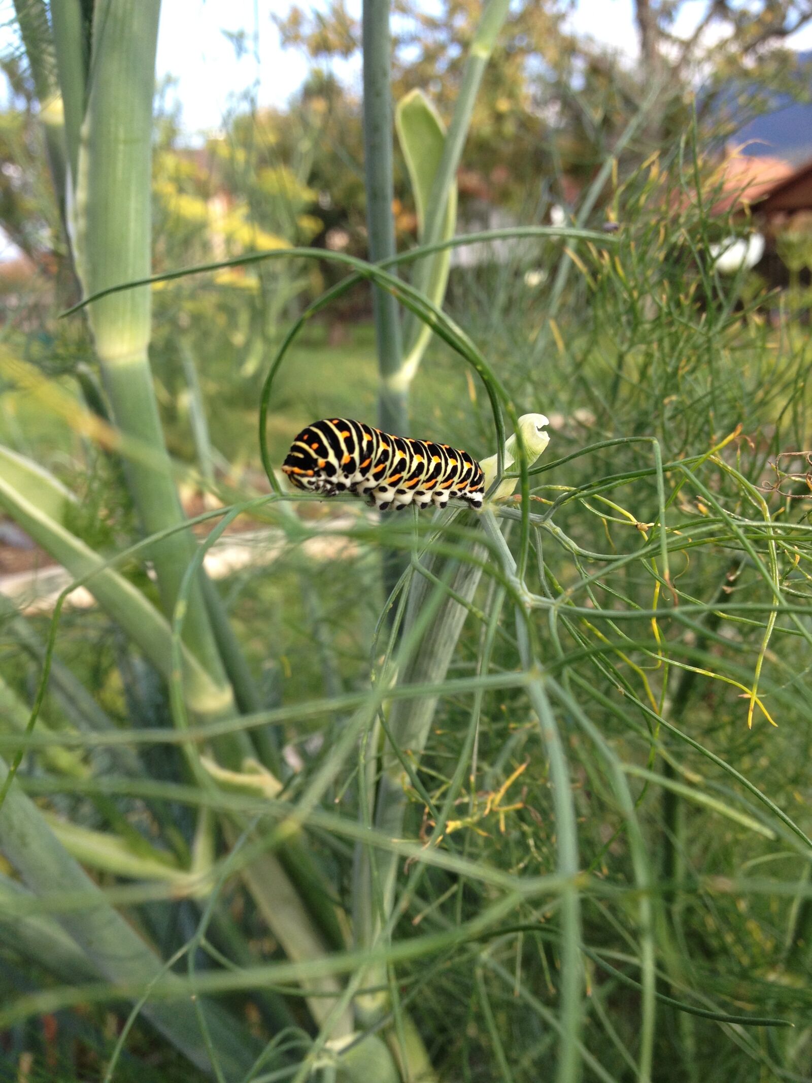 iPhone 4S back camera 4.28mm f/2.4 sample photo. Caterpillar, swallowtail, insect photography