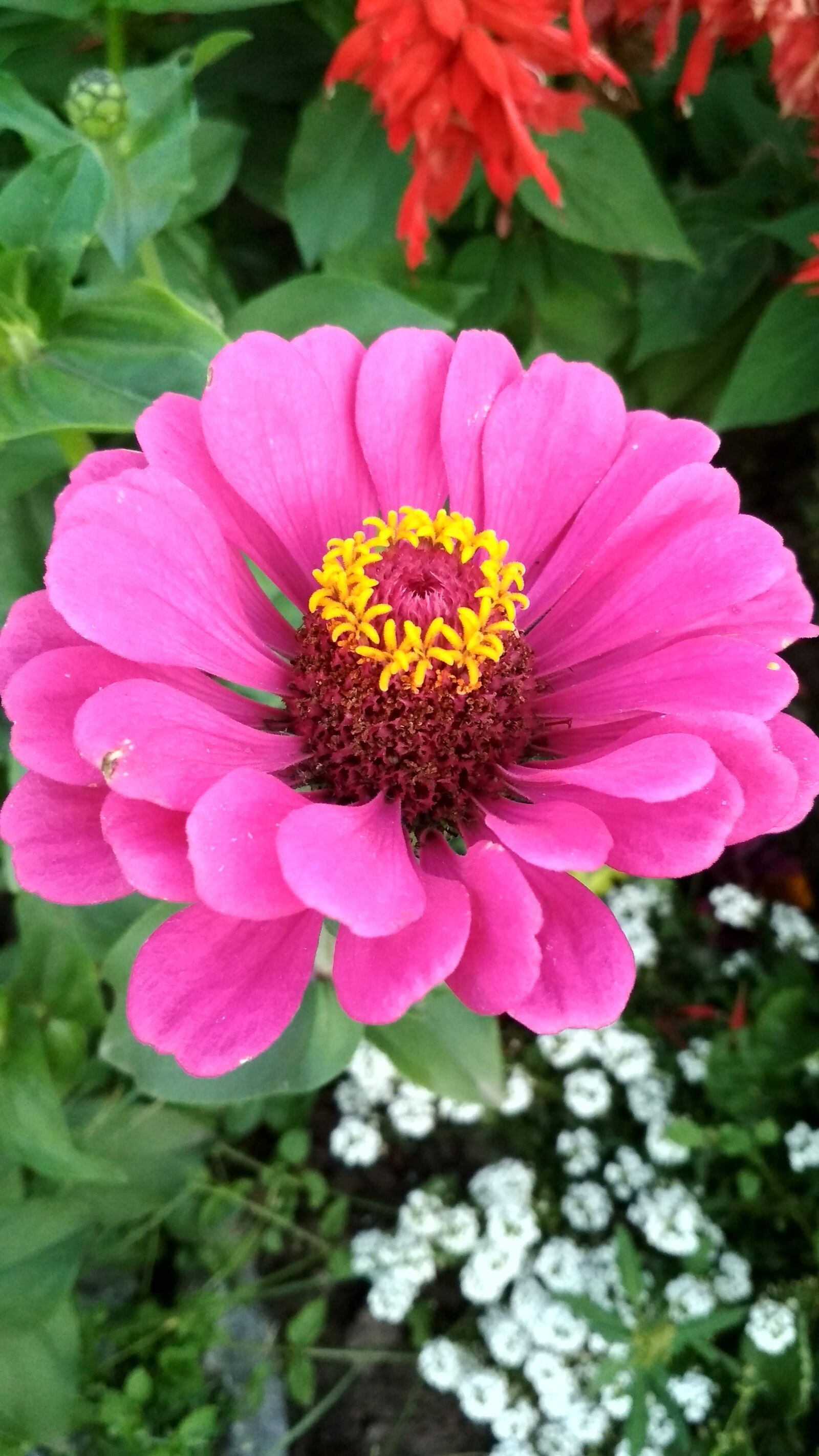 Xiaomi Redmi 4X sample photo. Pink, flower, spring photography