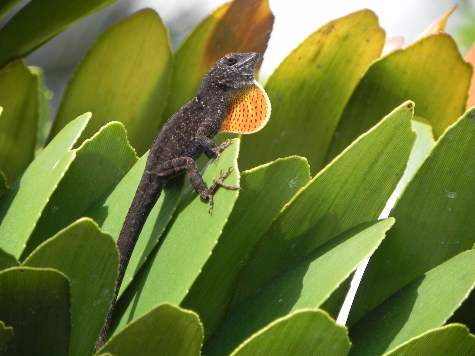 Nikon Coolpix P100 sample photo. Lizard, reptile, exotic photography