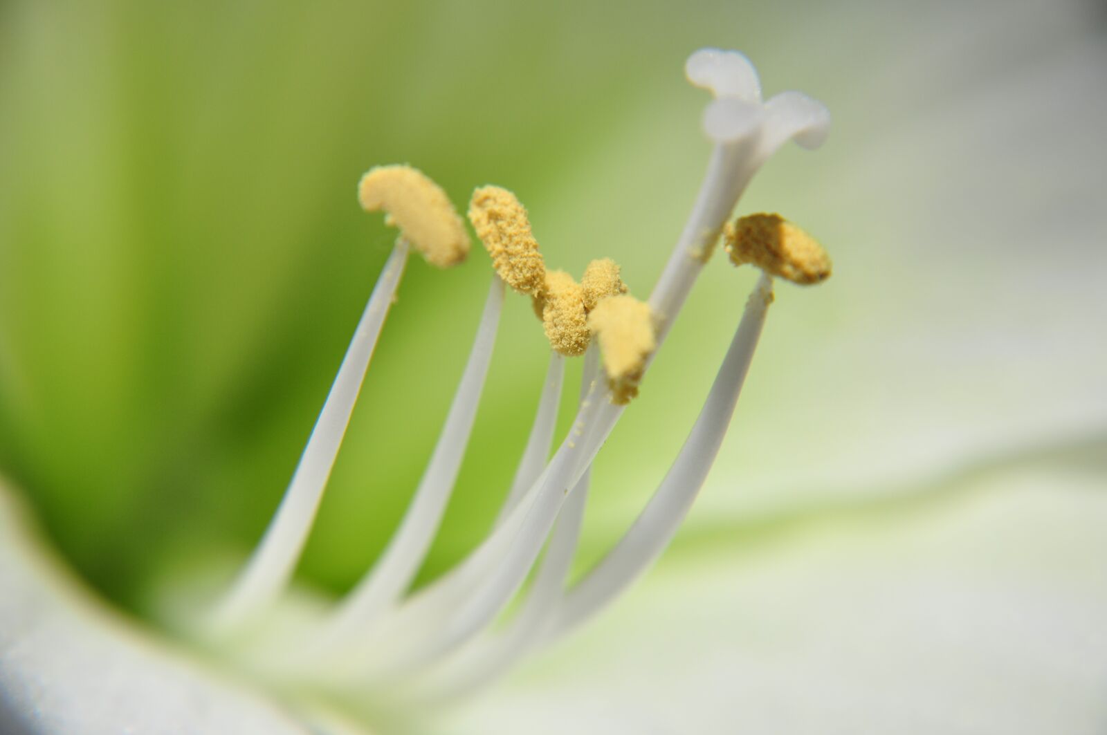Nikon D90 sample photo. Nature, flower, blur photography