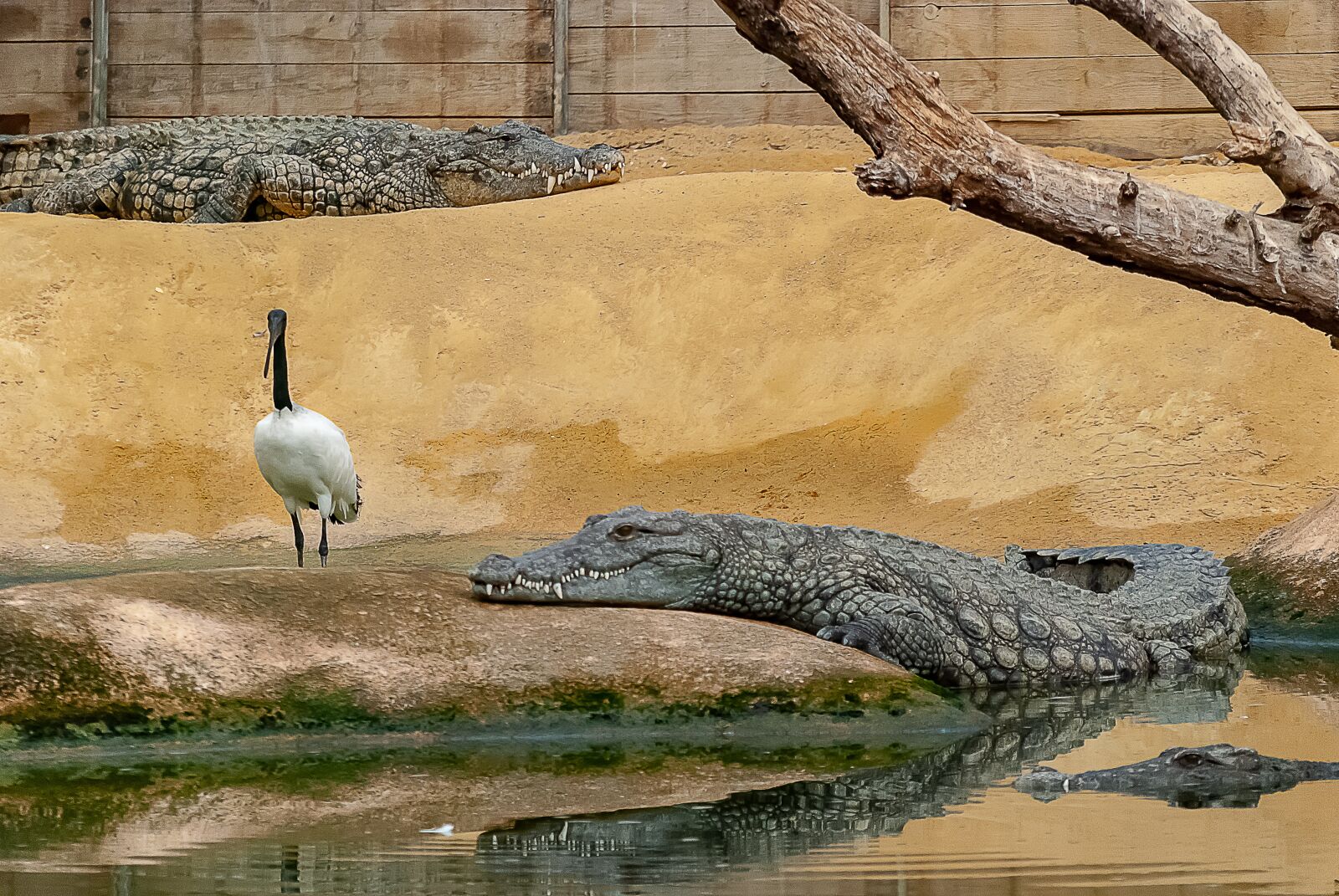 Nikon D80 sample photo. Crocodile, reptile, tortie photography