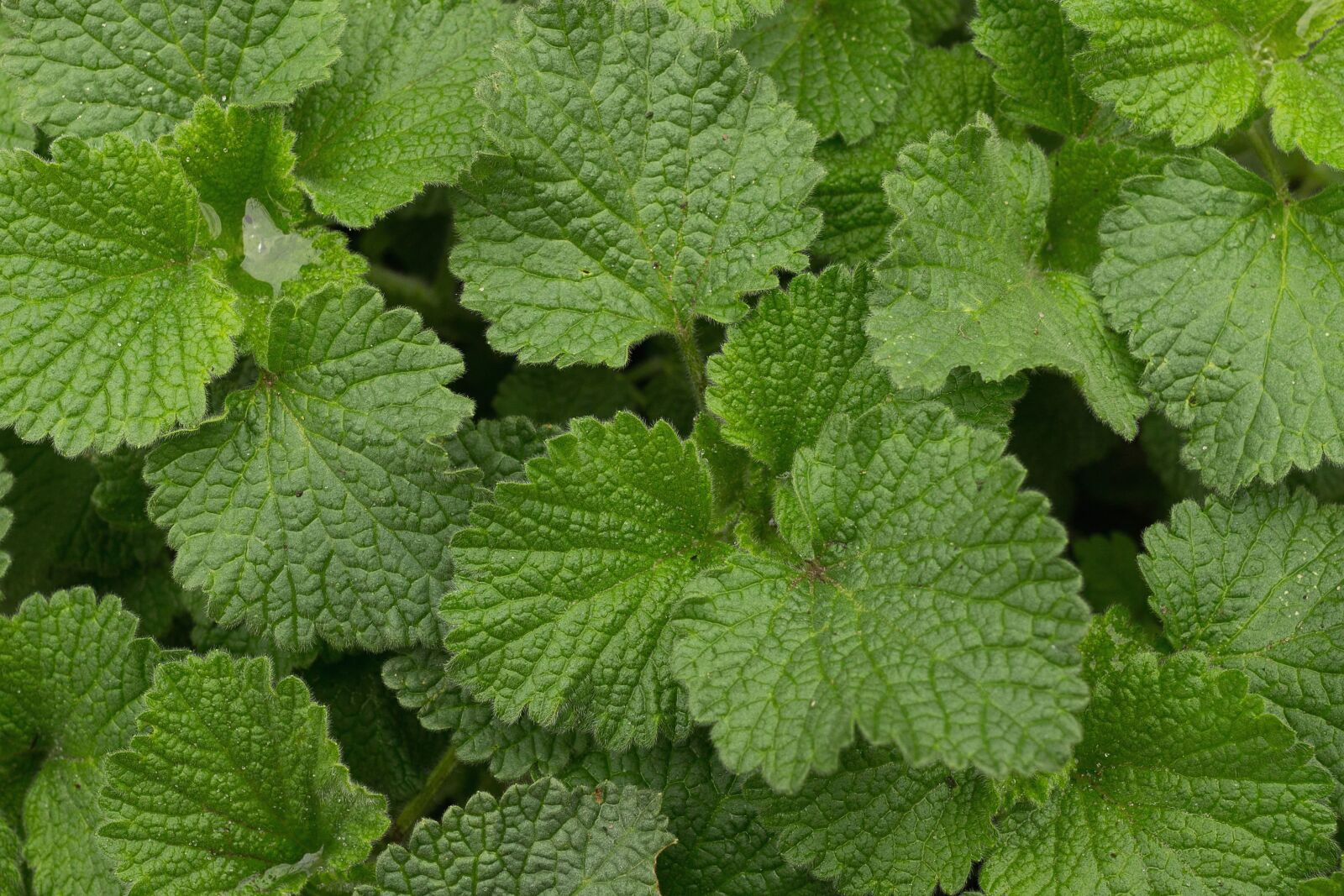 Canon EOS 100D (EOS Rebel SL1 / EOS Kiss X7) sample photo. Leaf, herb, green, spring photography