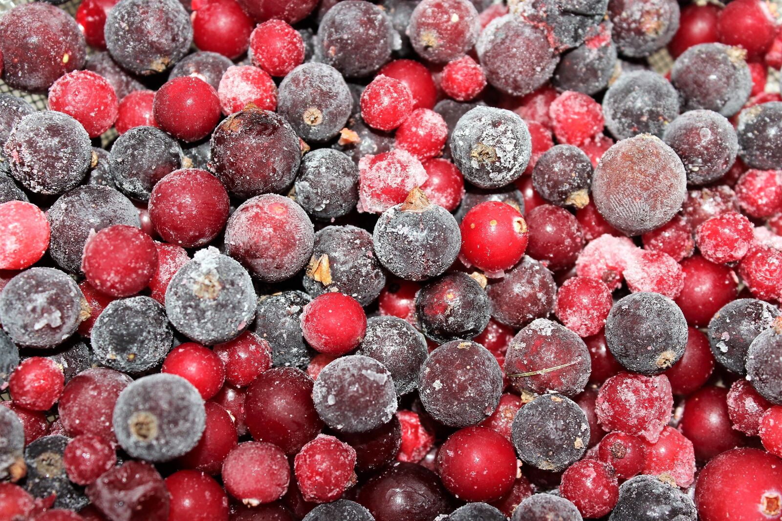 Canon EOS 60D sample photo. Berry, cranberries, currant photography