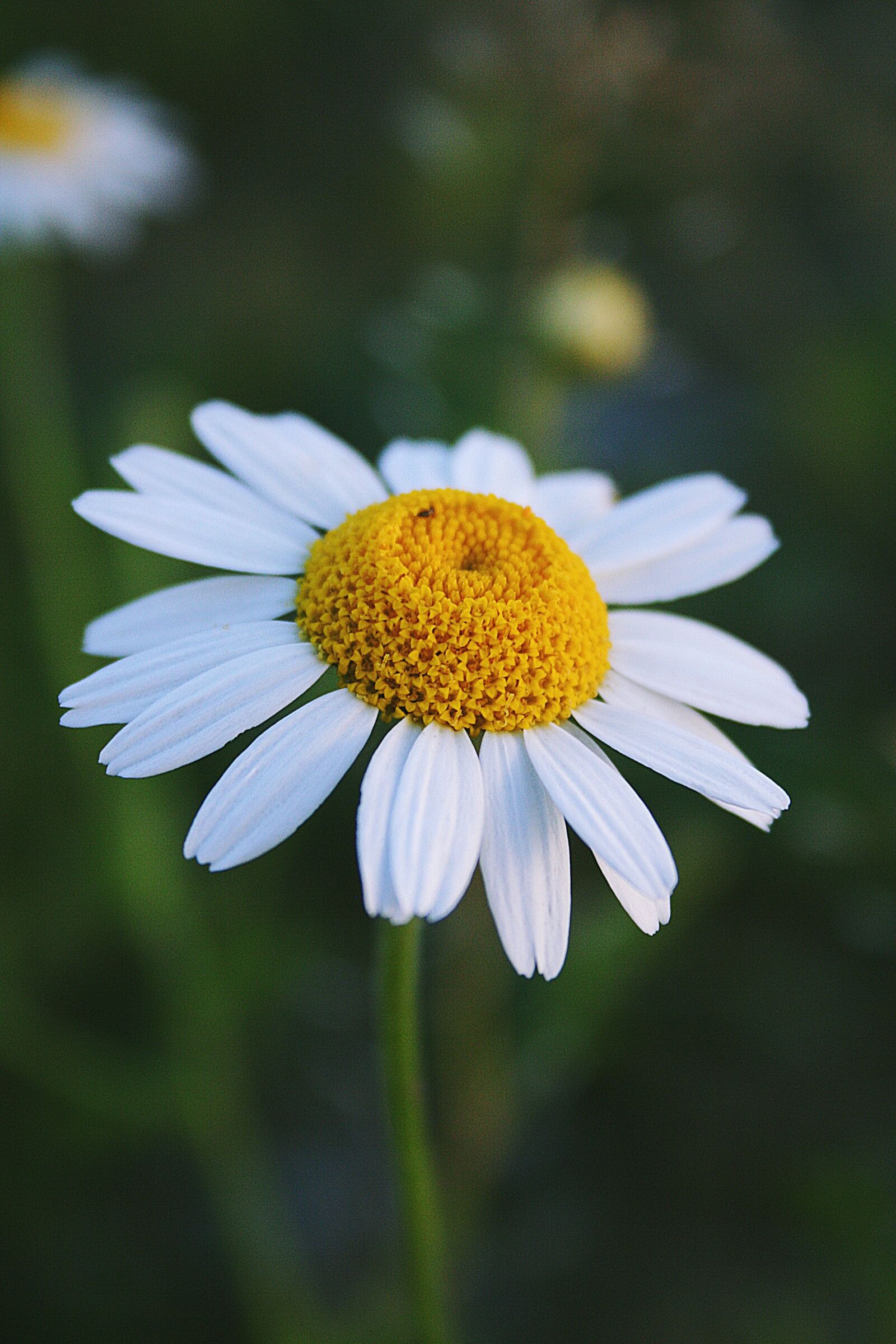 Canon EOS 350D (EOS Digital Rebel XT / EOS Kiss Digital N) sample photo. Yellow, green, wild flower photography