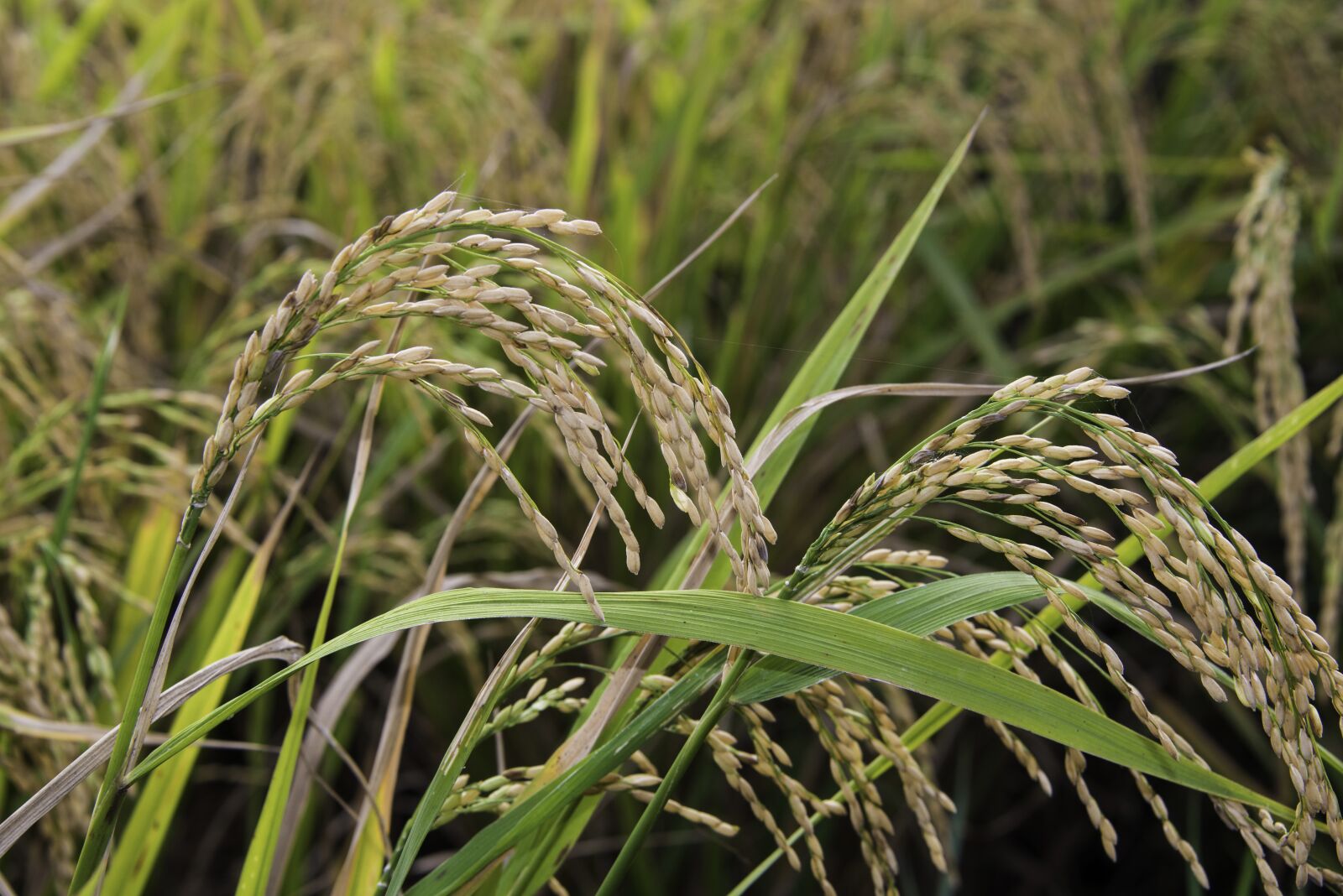 Nikon D800 sample photo. Rice, field, agriculture photography