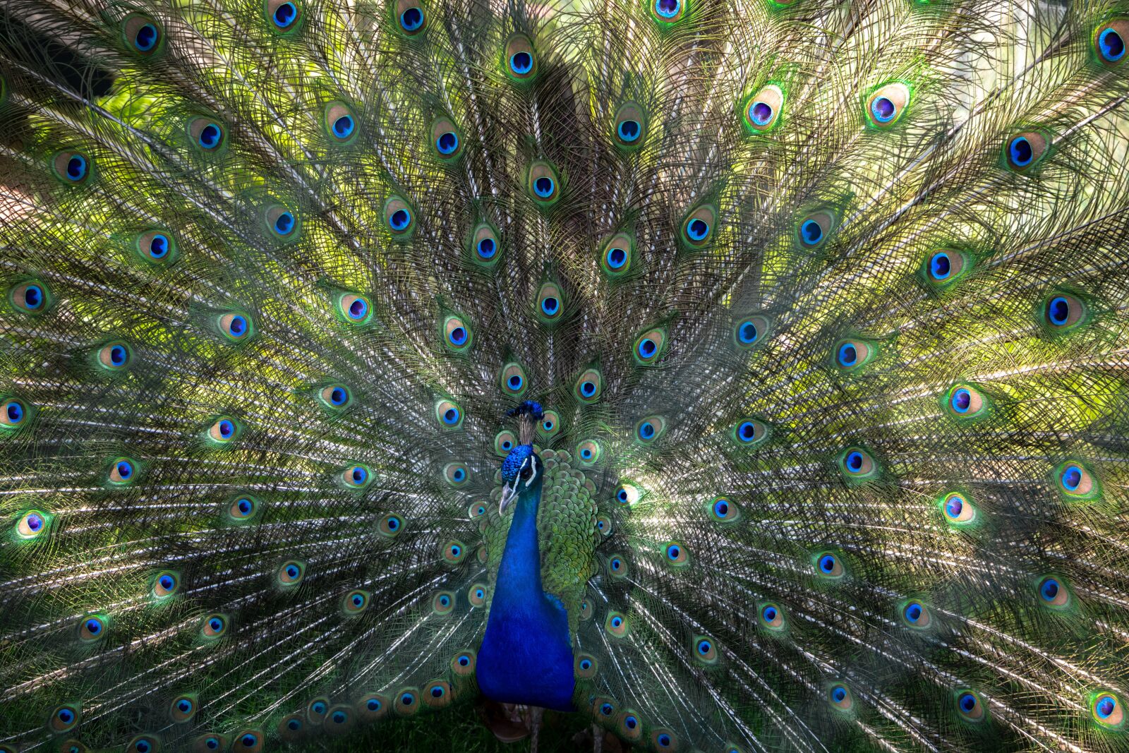 Canon EOS 6D Mark II sample photo. Bouquet, bird, colorful photography